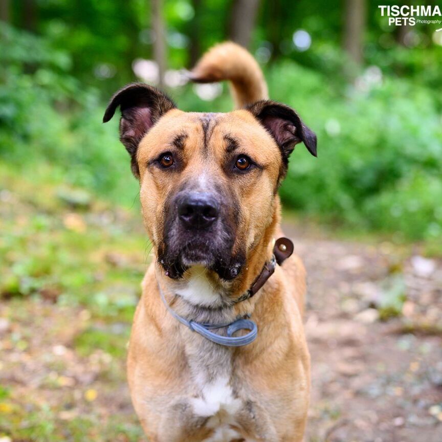 Tank, a Adoptable mixed breed in Bedford, NY image 2/12