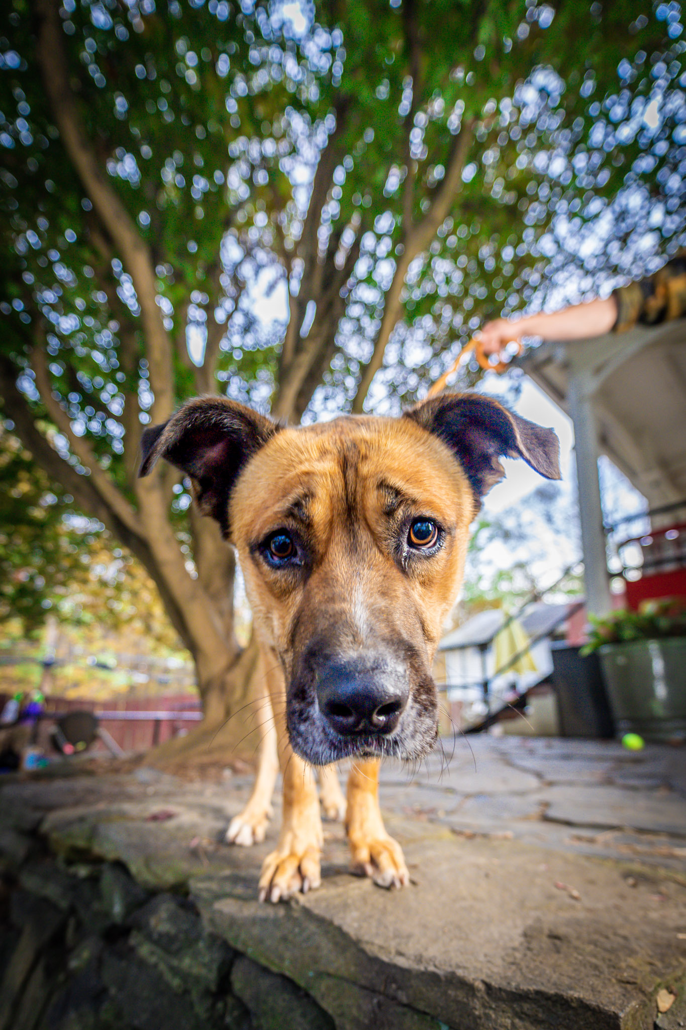 Tank, a Adoptable mixed breed in Bedford, NY image 3/12