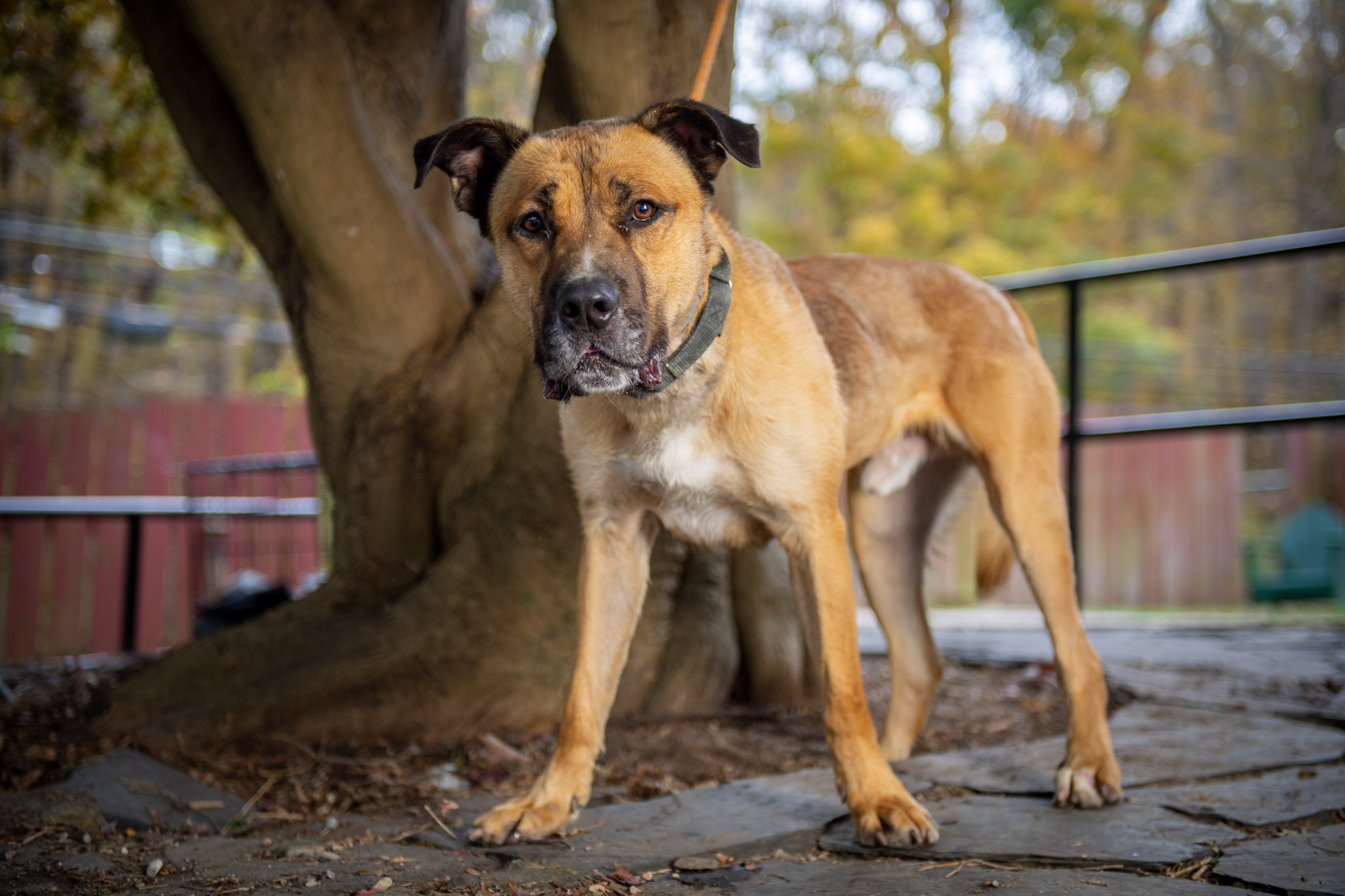 Tank, a Adoptable mixed breed in Bedford, NY image 4/12