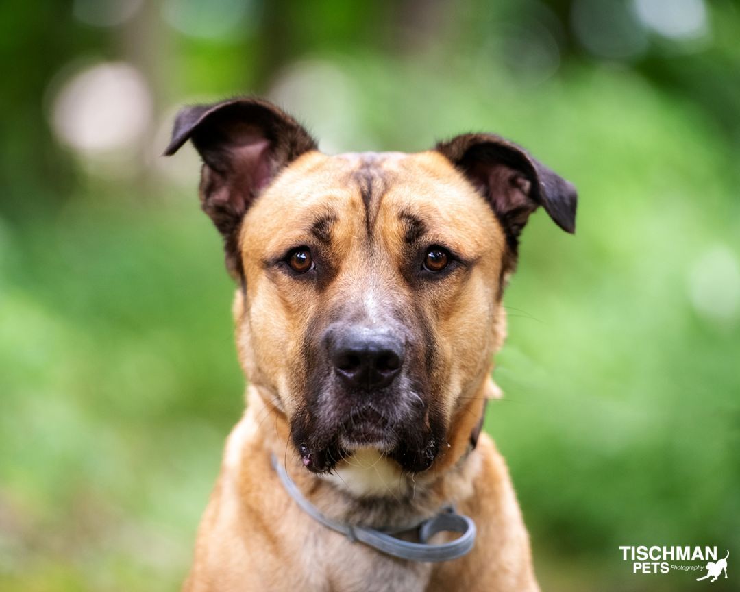Tank, a Adoptable mixed breed in Bedford, NY image 5/12