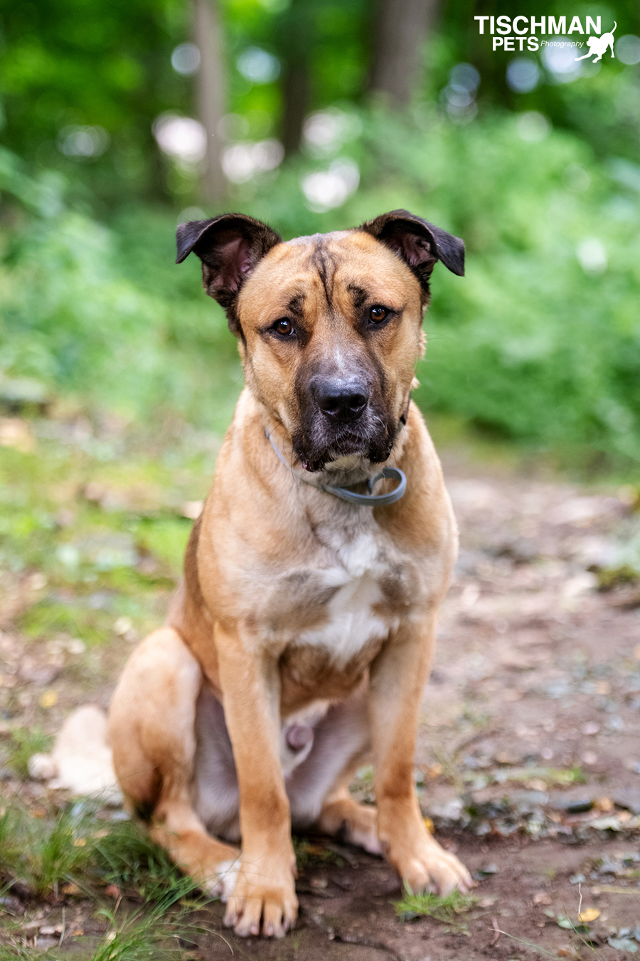 Tank, a Adoptable mixed breed in Bedford, NY image 6/12