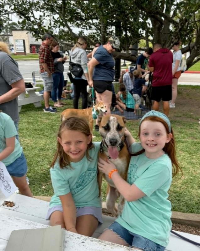 Speckled Beans , Adoptable, Young Male Australian Cattle Dog / Blue Heeler & Carolina Dog.