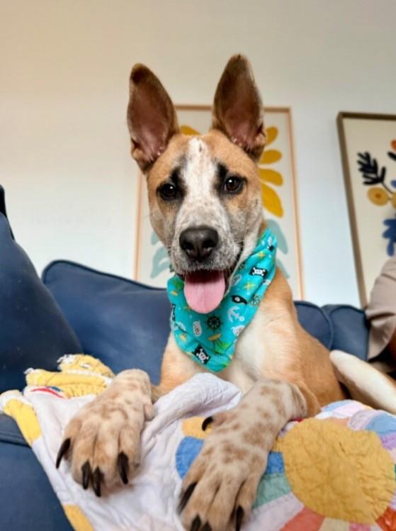 Enlarge Speckled Beans , a Adoptable mixed breed in Baytown, TX image 3/6