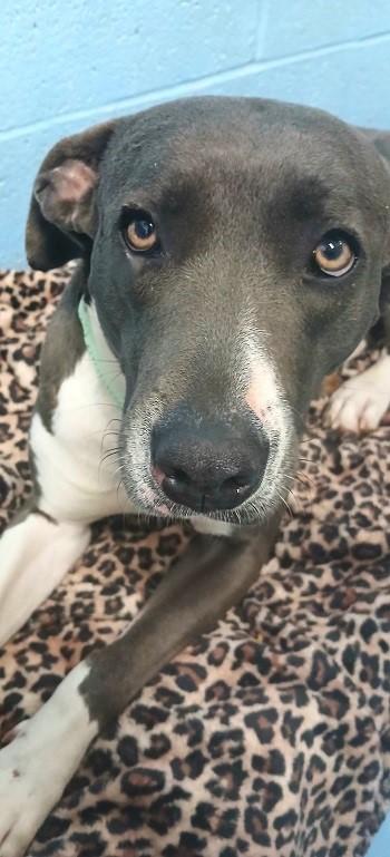 Enlarge MOLLY, a ADOPTABLE Mixed Breed in Pegram, TN image 2/2