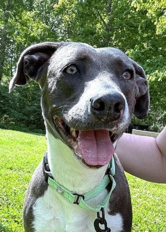 Enlarge MOLLY, a ADOPTABLE Mixed Breed in Pegram, TN image 1/2