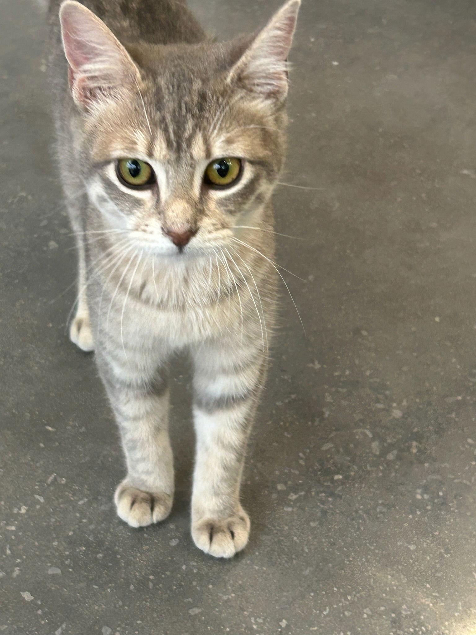 Enlarge Osprey 9.1.25, a Adoptable Domestic Short Hair in Apopka, FL image 1/2