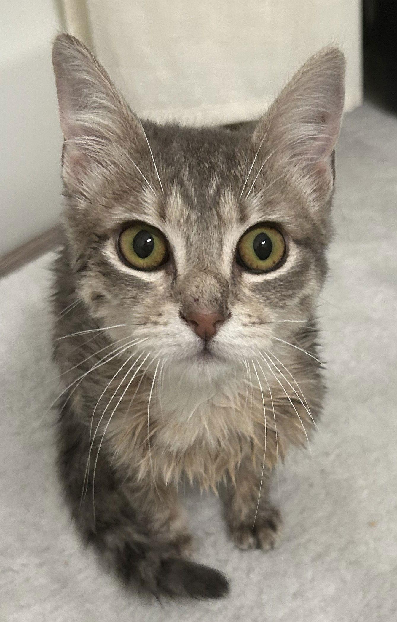 Enlarge Osprey 9.1.25, a Adoptable Domestic Short Hair in Apopka, FL image 2/2