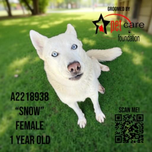 SNOW, Adoptable, Young Female Husky & Mixed Breed.