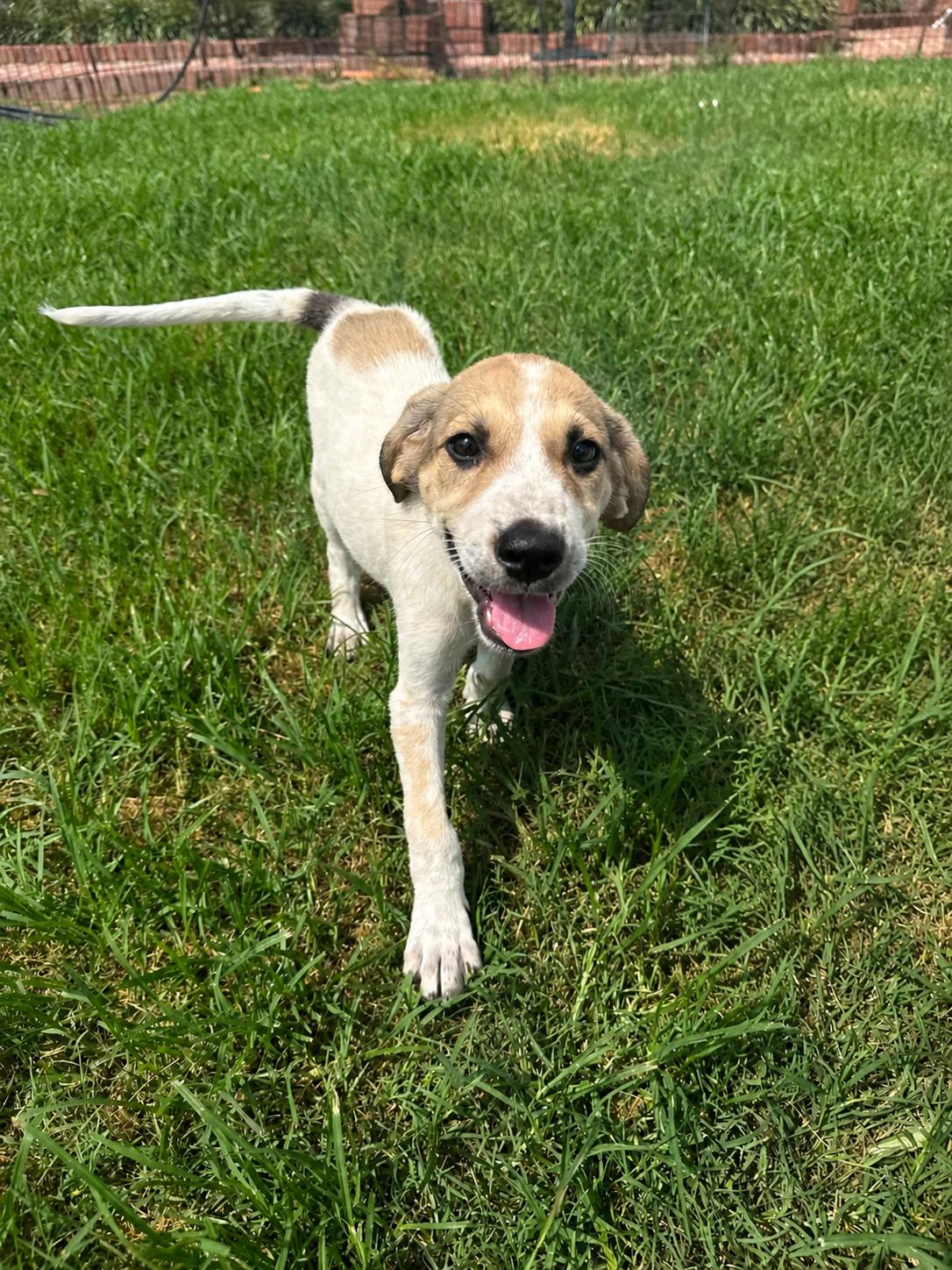 Enlarge PEGGY, an adopted mixed breed in Dumont, NJ image 5/6