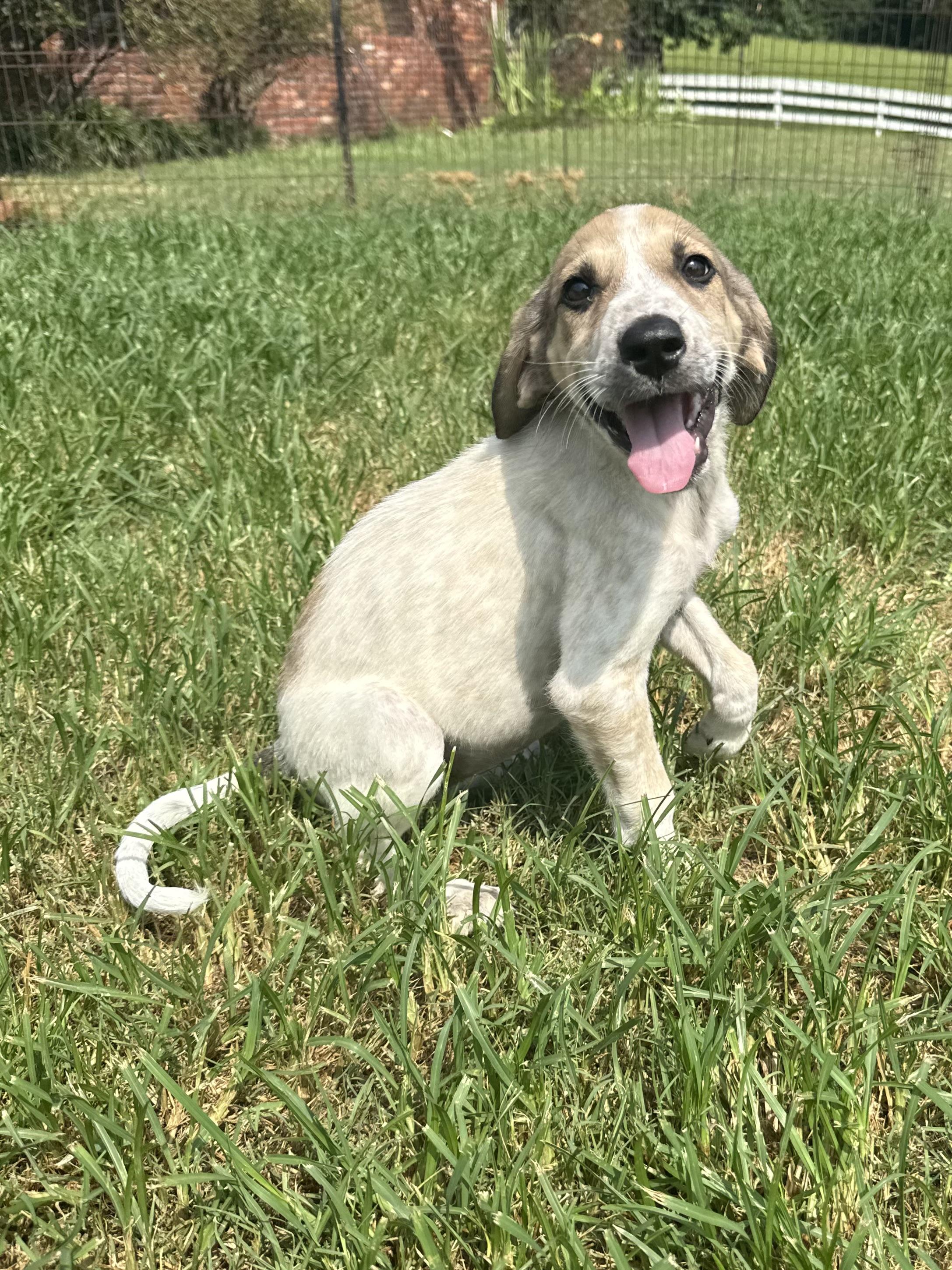 Enlarge PEGGY, an adopted mixed breed in Dumont, NJ image 4/6