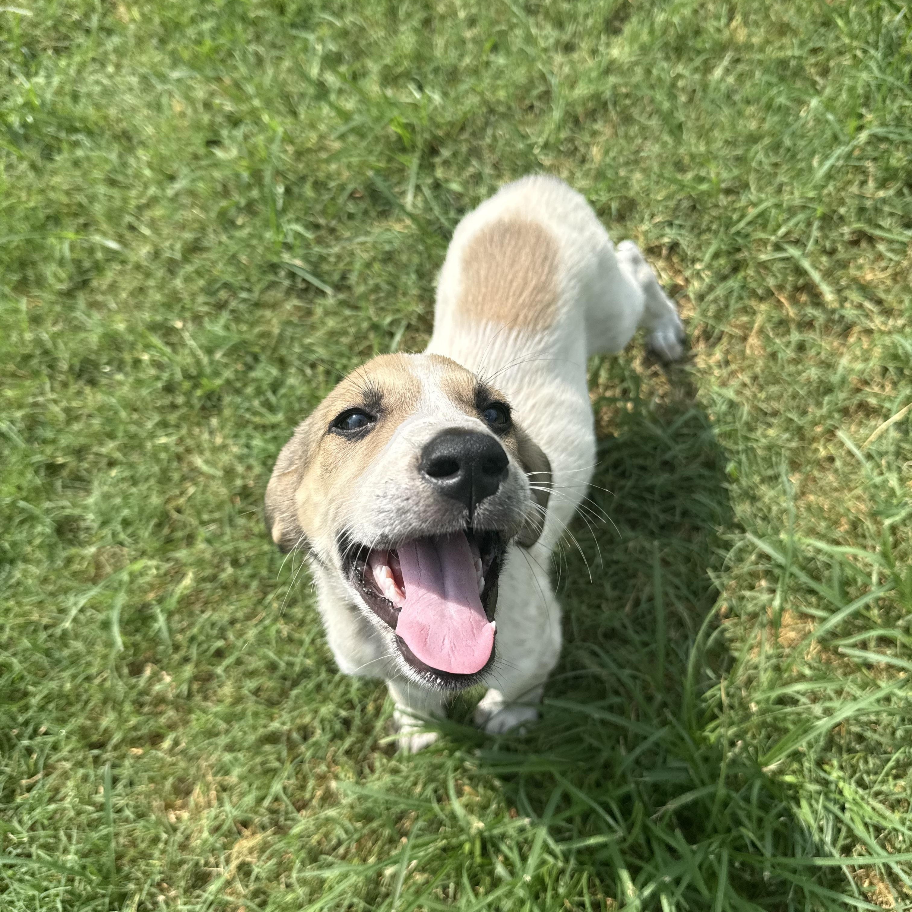 Enlarge PEGGY, an adopted mixed breed in Dumont, NJ image 6/6