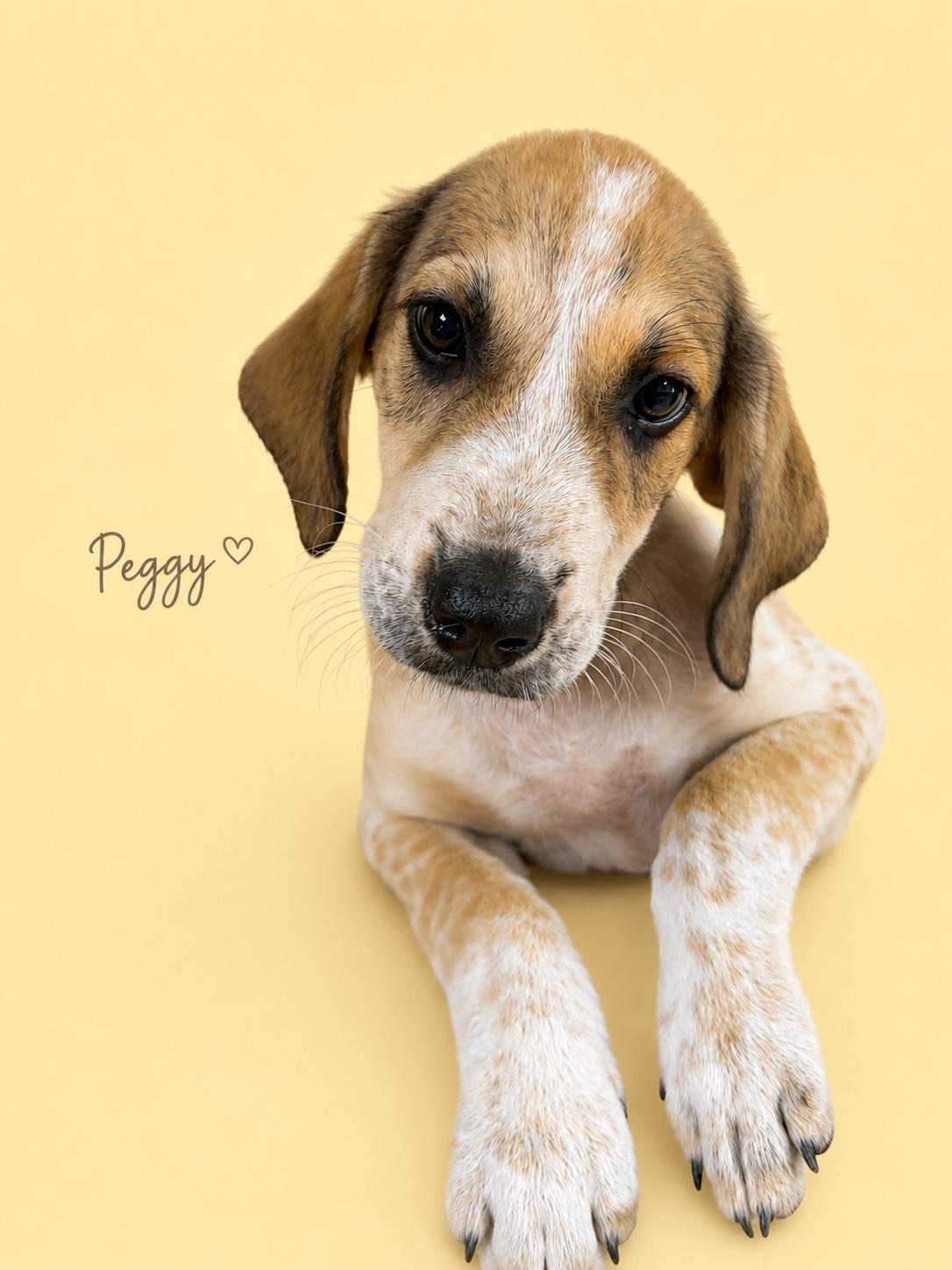 Enlarge PEGGY, an adopted mixed breed in Dumont, NJ image 2/6