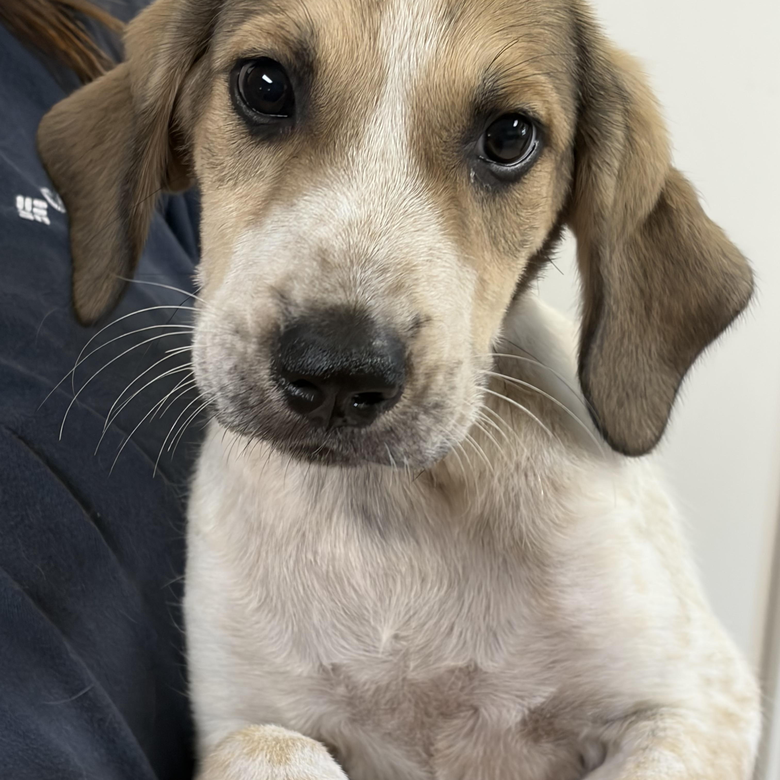 Enlarge PEGGY, an adopted mixed breed in Dumont, NJ image 1/6