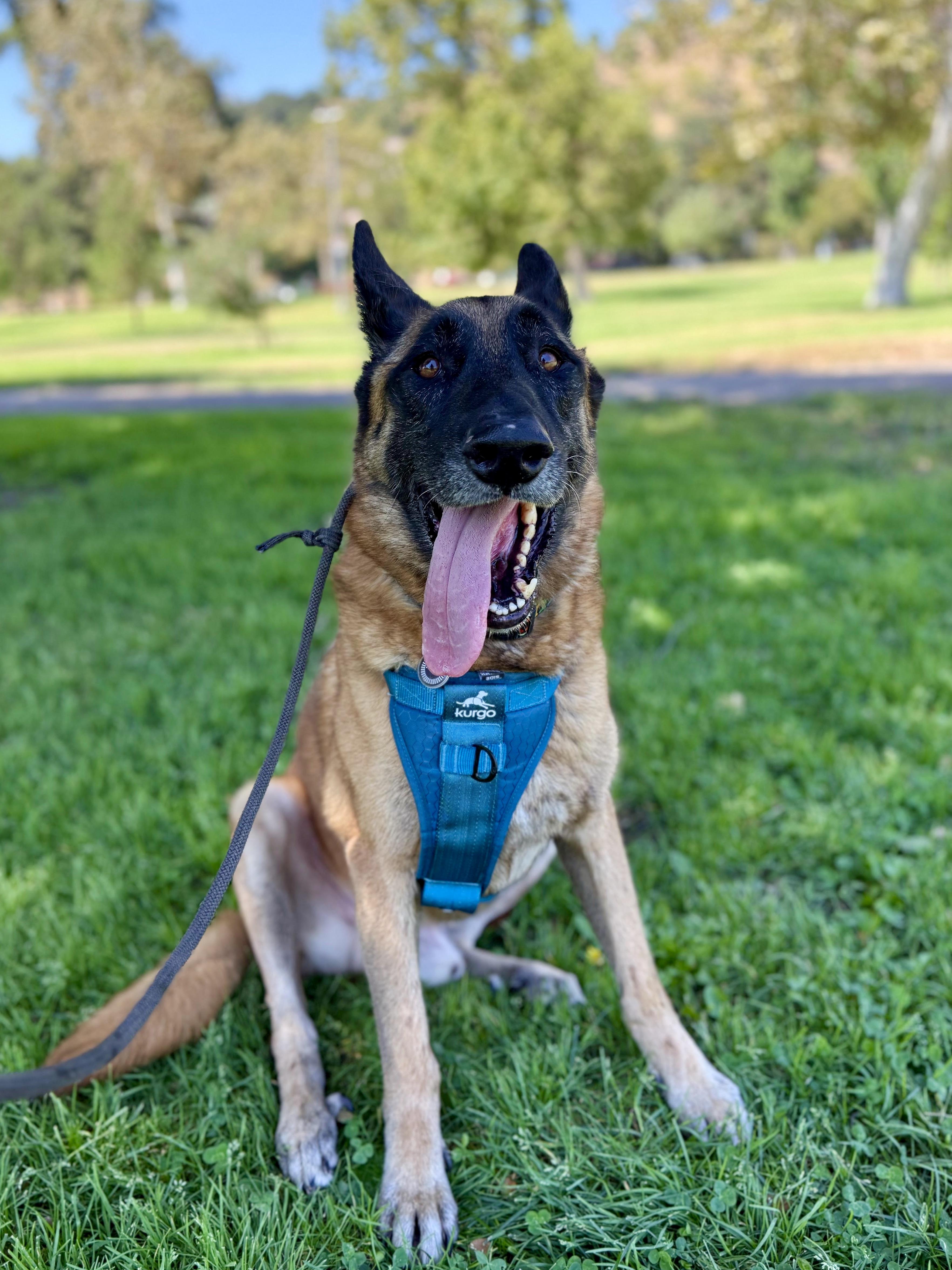Enlarge Chepo, a Adoptable German Shepherd Dog in Los Angeles, CA image 2/6