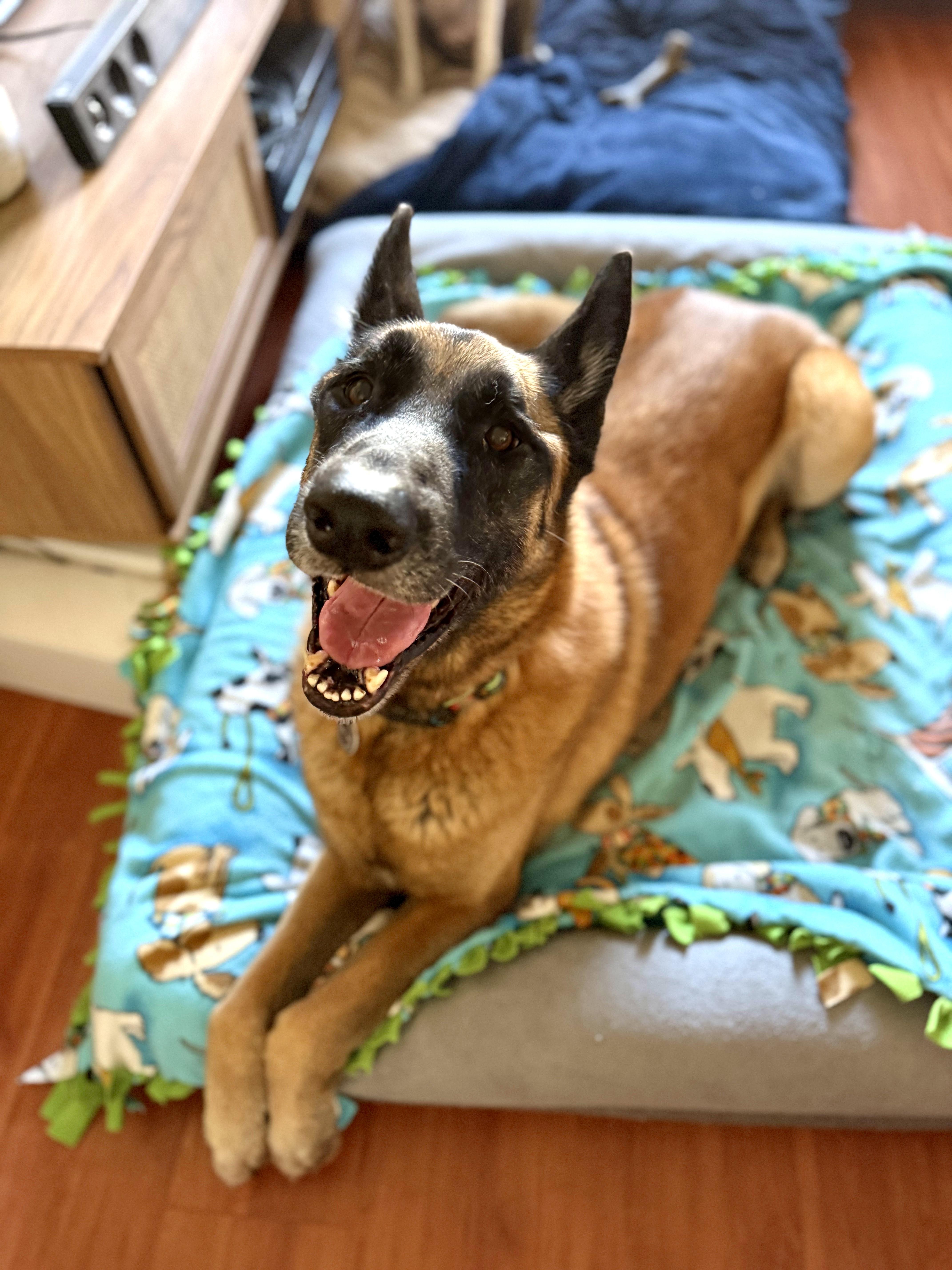 Enlarge Chepo, a Adoptable German Shepherd Dog in Los Angeles, CA image 3/6