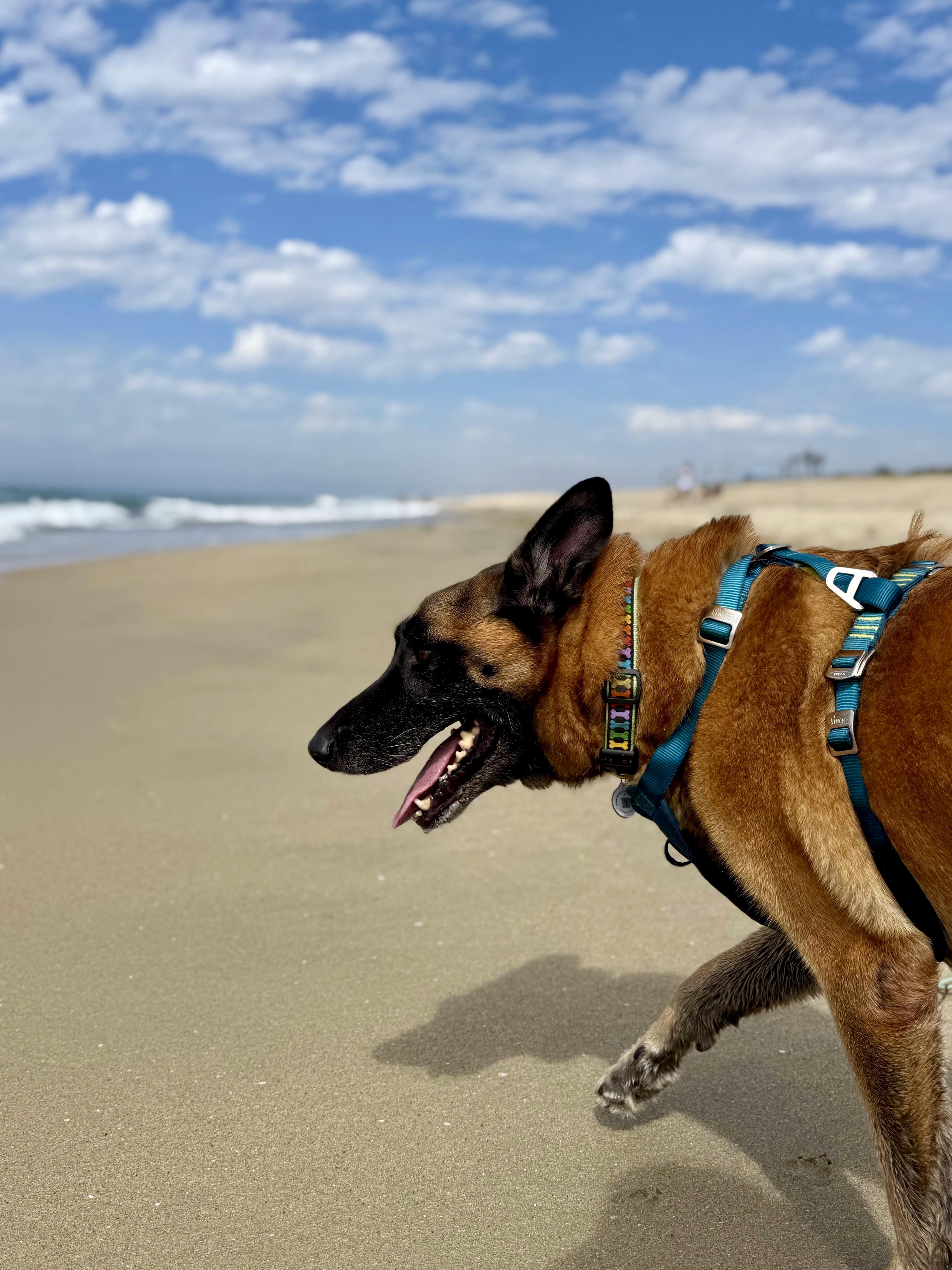 Enlarge Chepo, a Adoptable German Shepherd Dog in Los Angeles, CA image 5/6