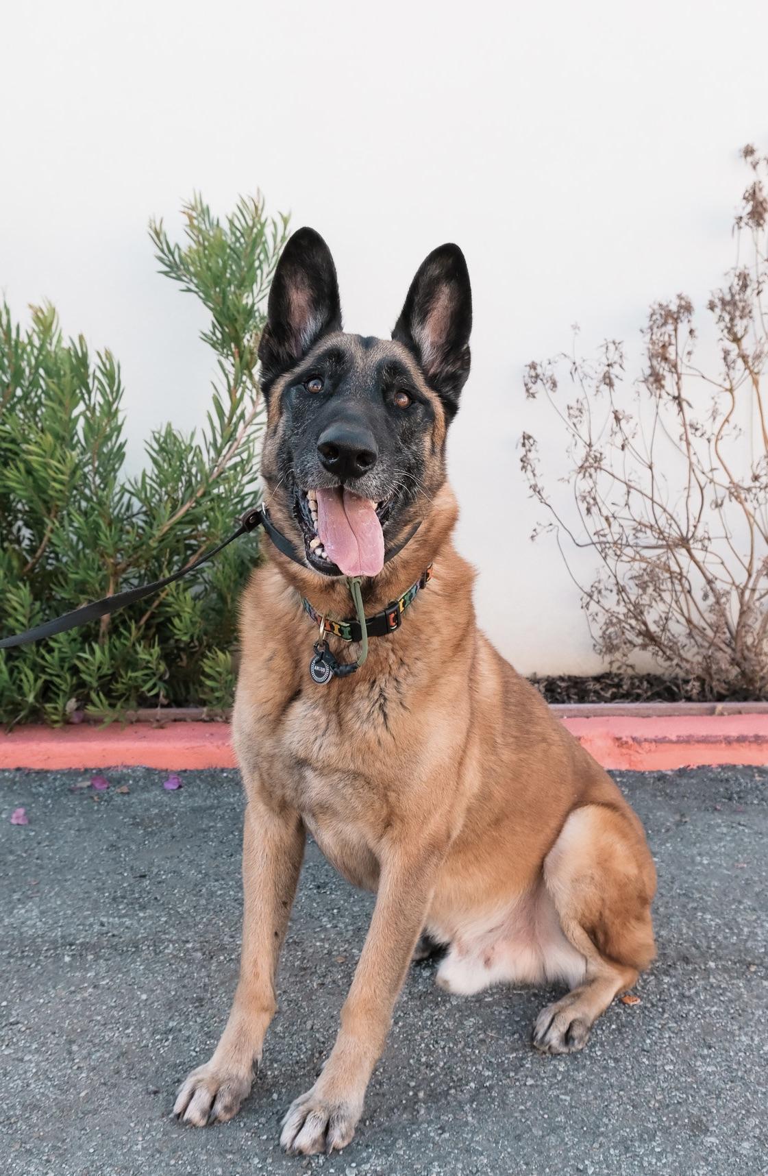 Chepo, Adoptable, Senior Male German Shepherd Dog.