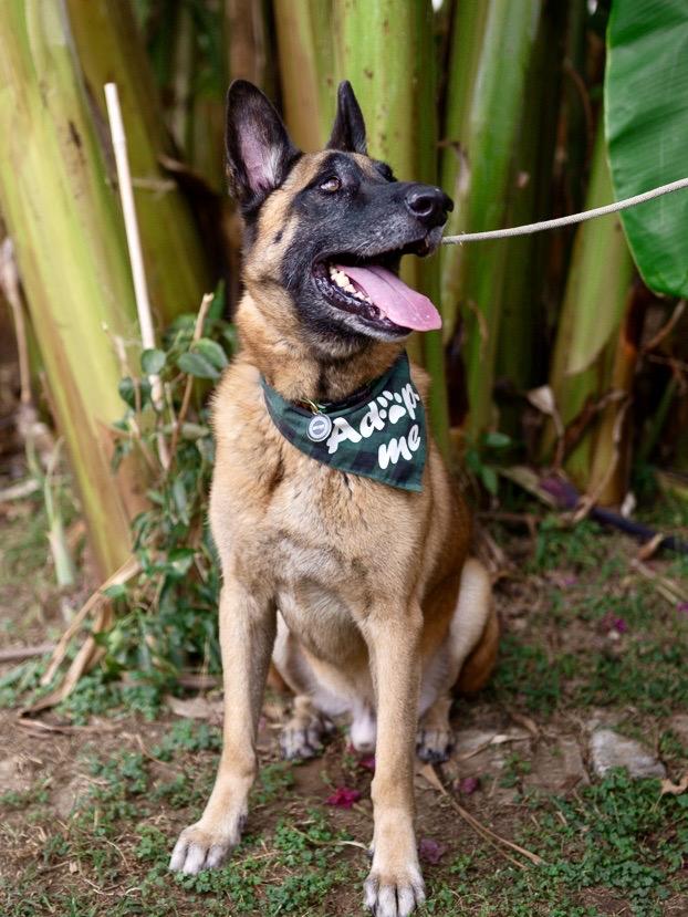 Enlarge Chepo, a Adoptable German Shepherd Dog in Los Angeles, CA image 4/6