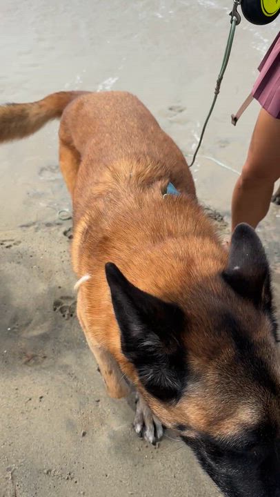 Enlarge Chepo, a Adoptable German Shepherd Dog in Los Angeles, CA video 6/6