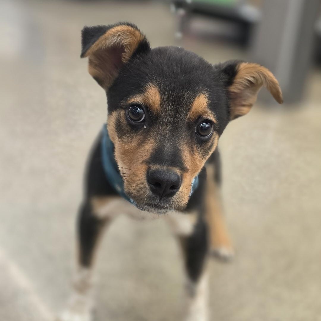Enlarge Copper, a Adoptable mixed breed in Farmington, MN image 3/3