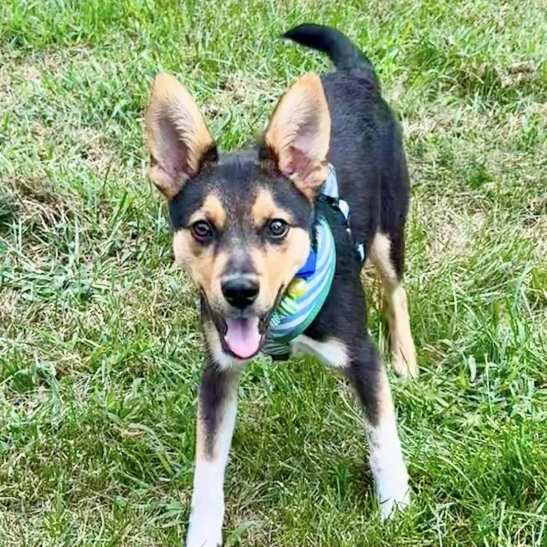 Copper, Adoptable, Puppy Male Jack Russell Terrier & German Shepherd Dog.