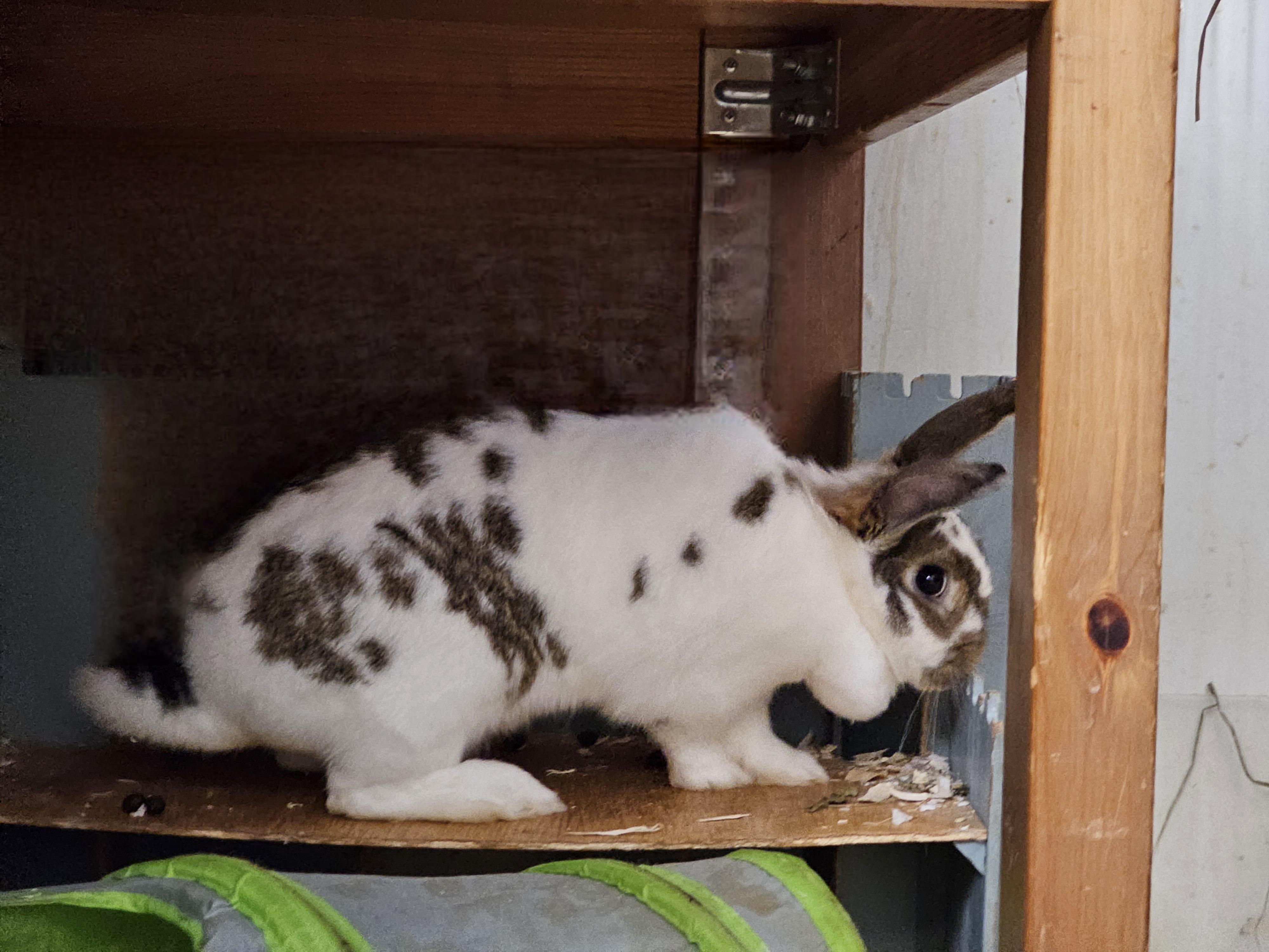 Enlarge Rizzo, a Adopted mixed breed in Kanata, ON image 2/4