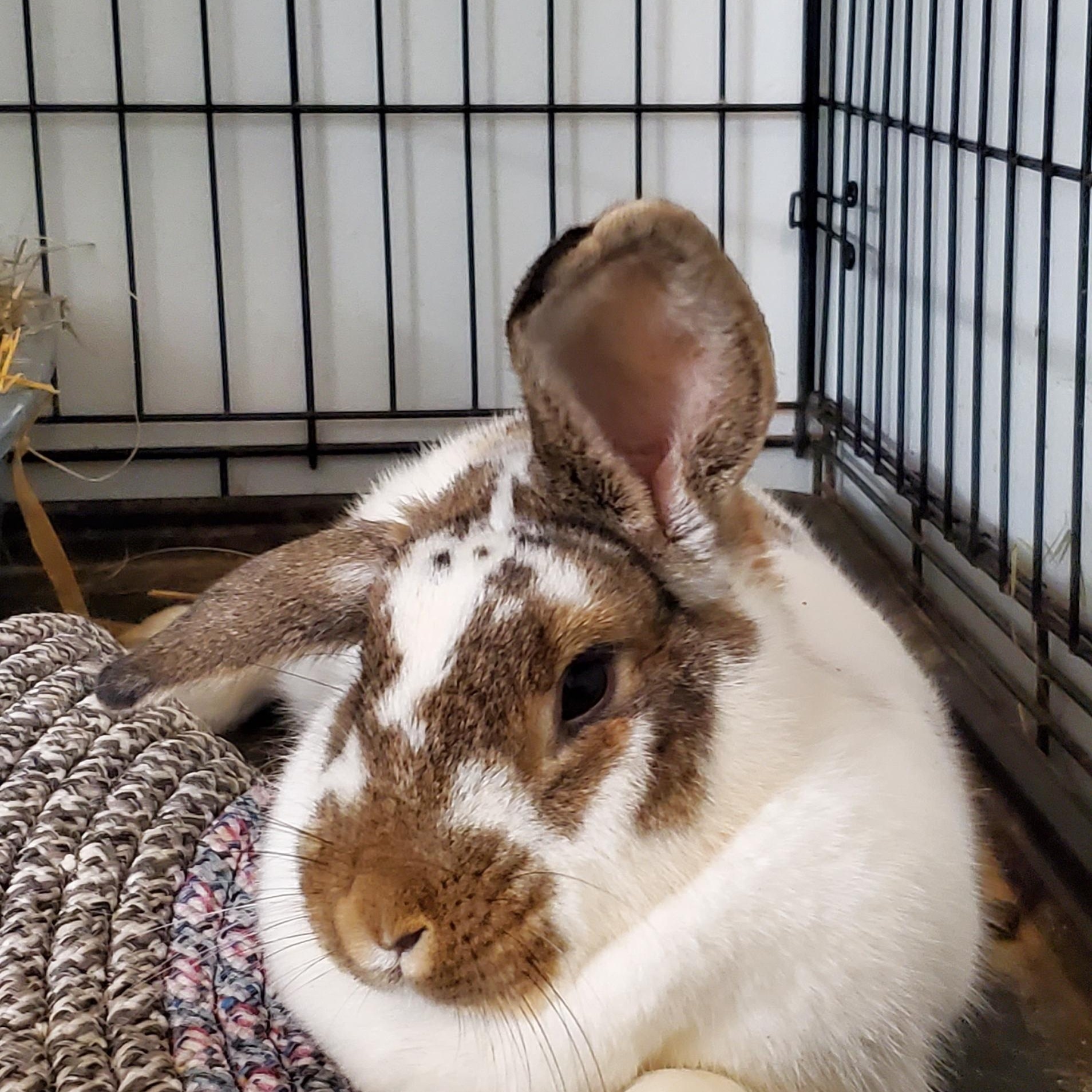 Enlarge Rizzo, a Adopted mixed breed in Kanata, ON image 3/4