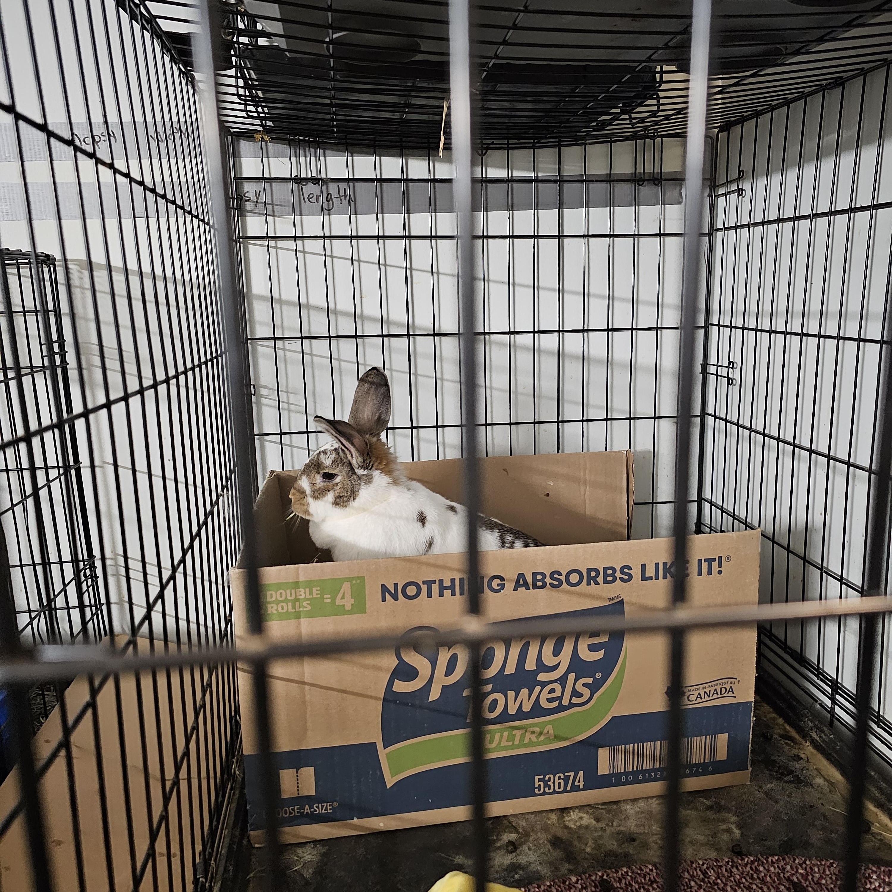 Enlarge Rizzo, a Adopted mixed breed in Kanata, ON image 4/4