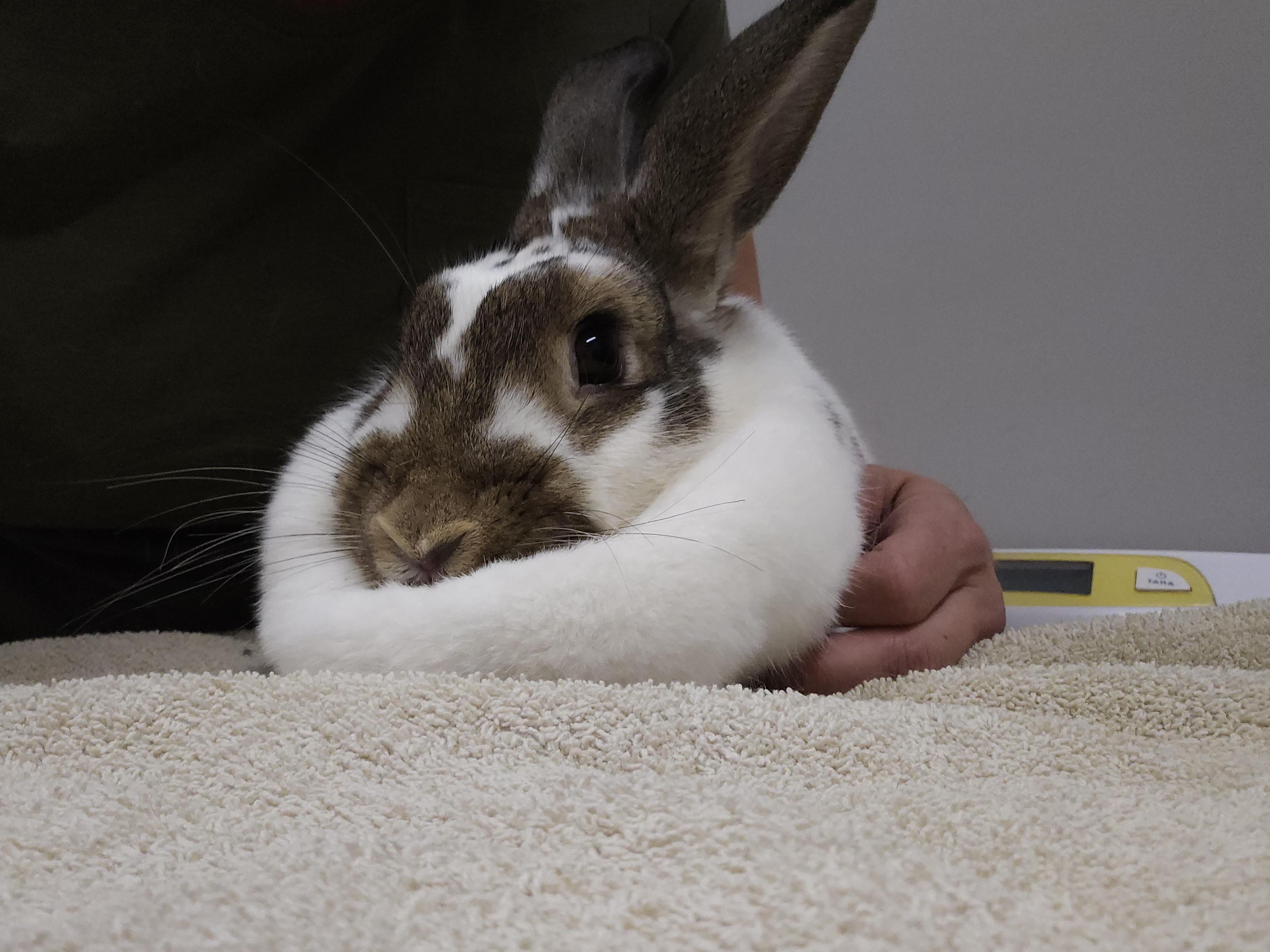 Enlarge Rizzo, a Adopted mixed breed in Kanata, ON image 1/4