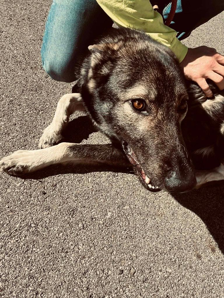 Dax, Adoptable, Young Male Husky & Mixed Breed.