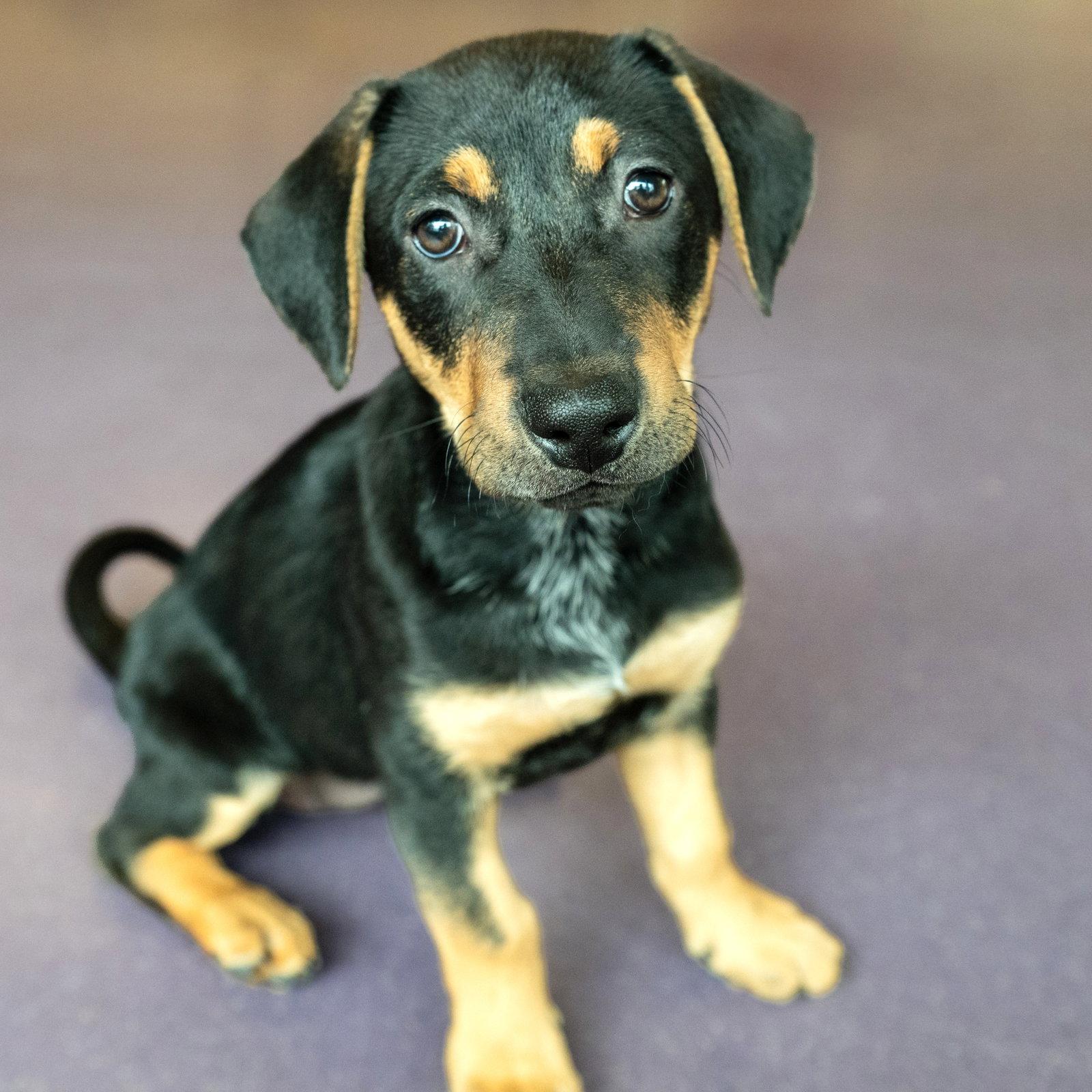 Mustard the Puppy!, Adopted, Puppy Male Pit Bull Terrier & Beagle.