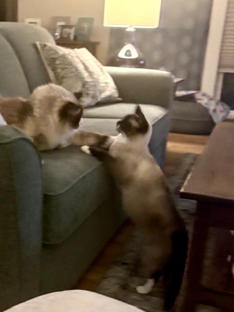 Enlarge Isis, a ADOPTABLE mixed breed in Gladstone, OR image 5/6