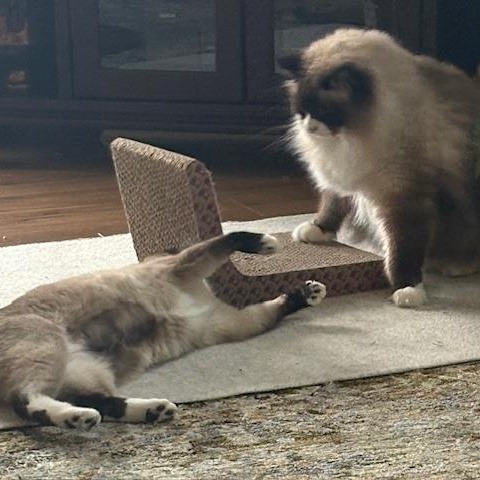 Enlarge Isis, a ADOPTABLE mixed breed in Gladstone, OR image 4/6