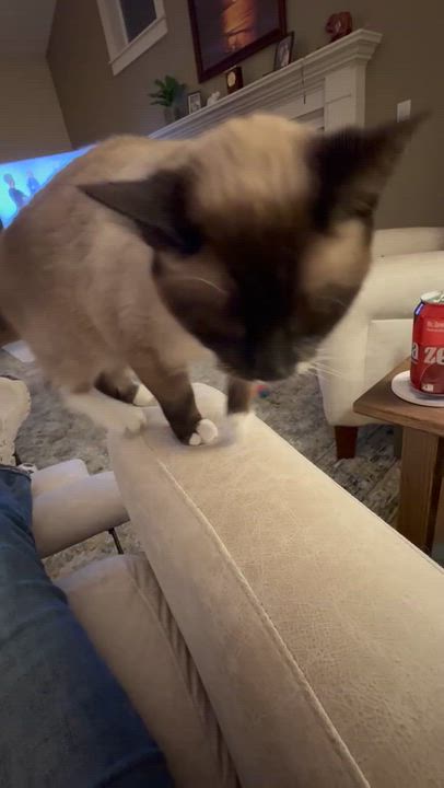 Enlarge Isis, a ADOPTABLE mixed breed in Gladstone, OR video 6/6