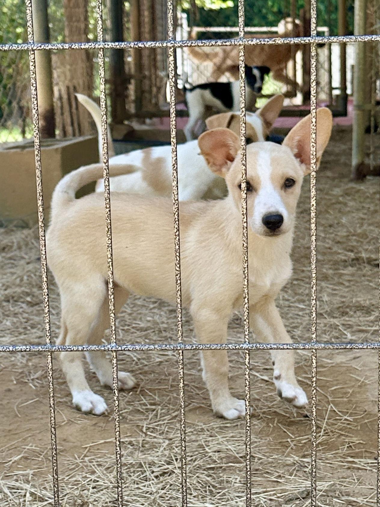 Lilly, Adoptable, Puppy Female Feist.
