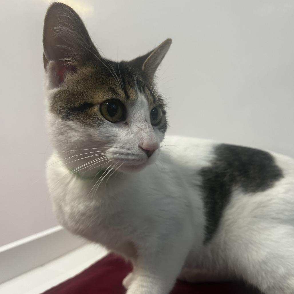 Bricklebaum, Adoptable, Young Male Domestic Short Hair.