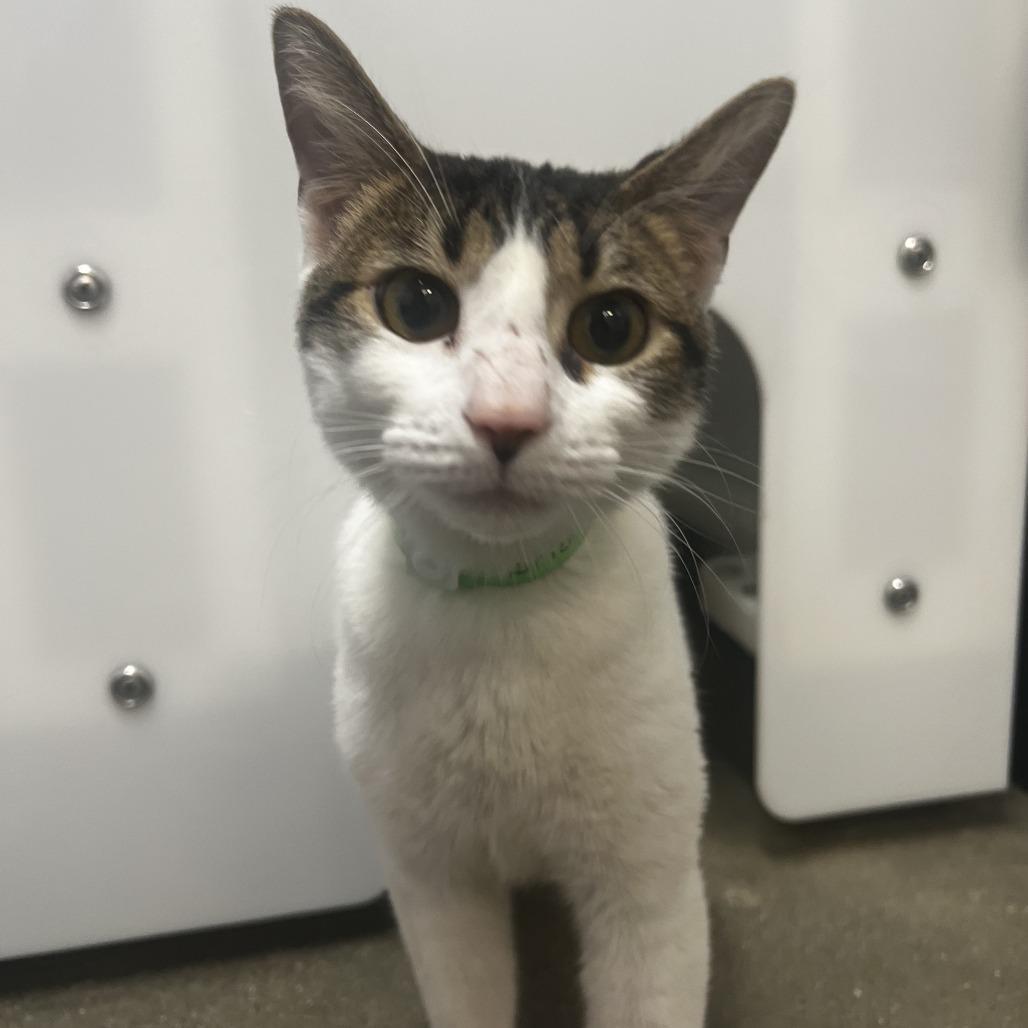 Enlarge Bricklebaum, a Adoptable Domestic Short Hair in Fort Wayne, IN image 2/2