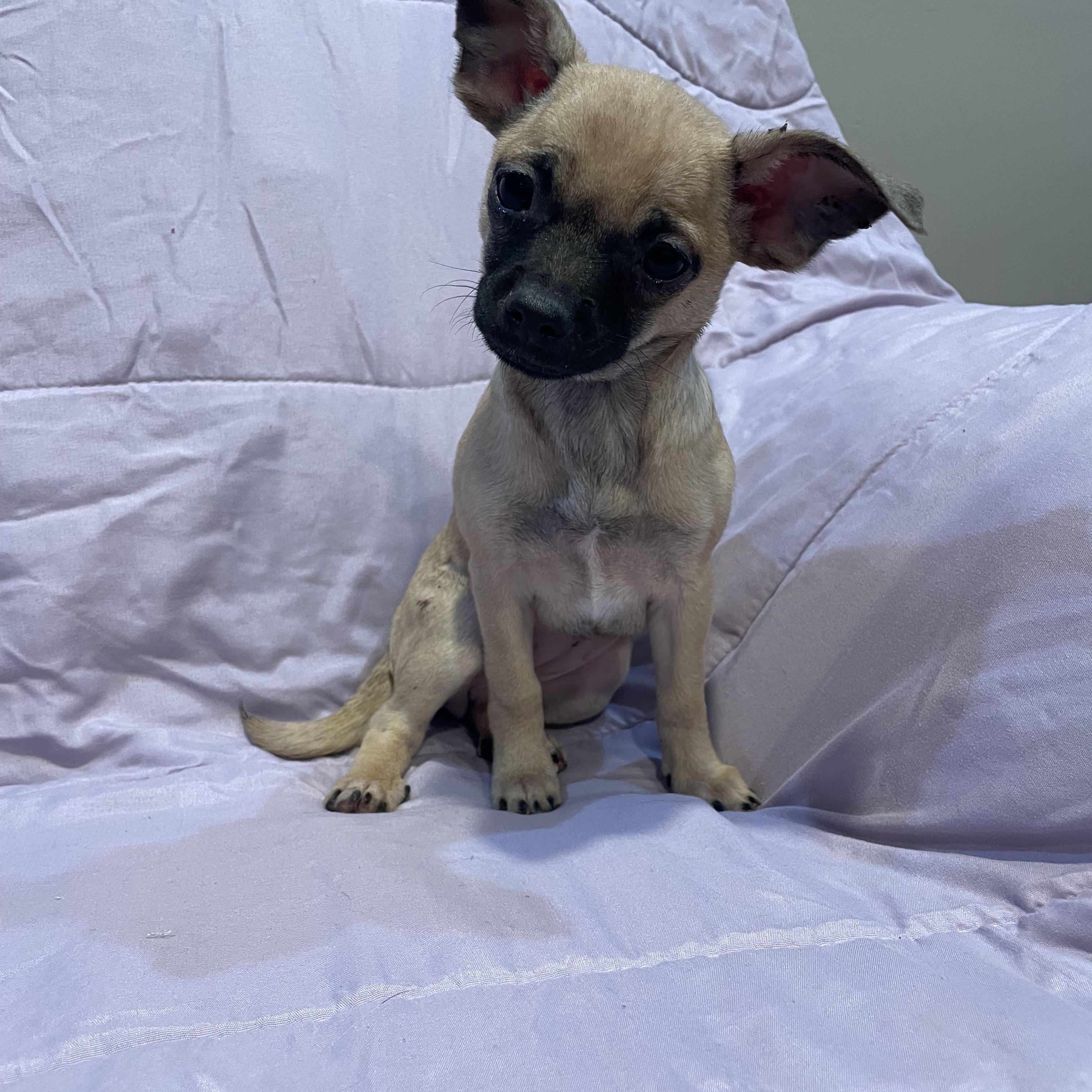 Enlarge Eloise , an adopted Chihuahua in Phoenix, AZ image 1/4