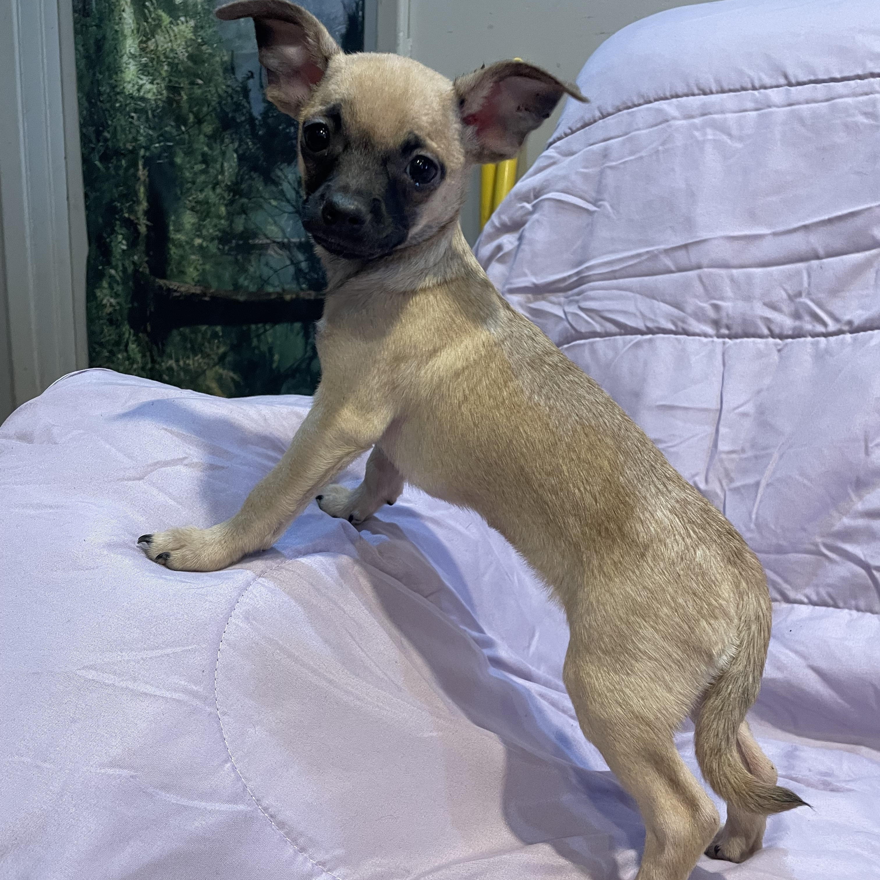 Enlarge Eloise , an adopted Chihuahua in Phoenix, AZ image 2/4