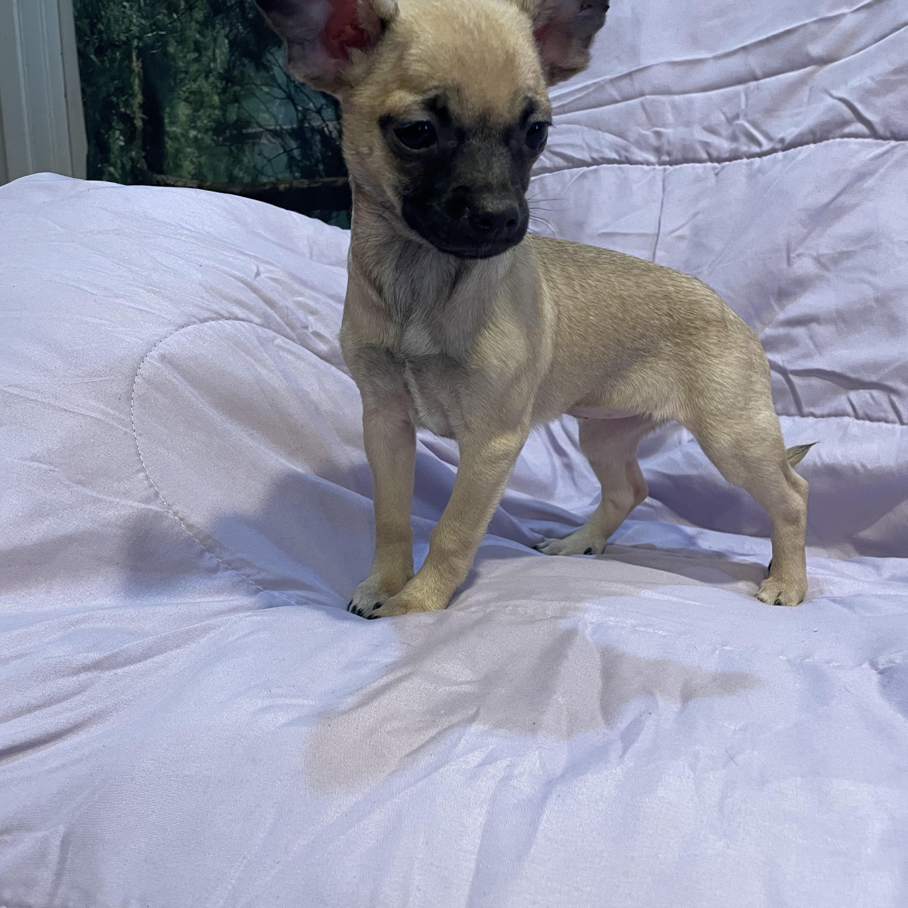 Enlarge Eloise , an adopted Chihuahua in Phoenix, AZ image 4/4