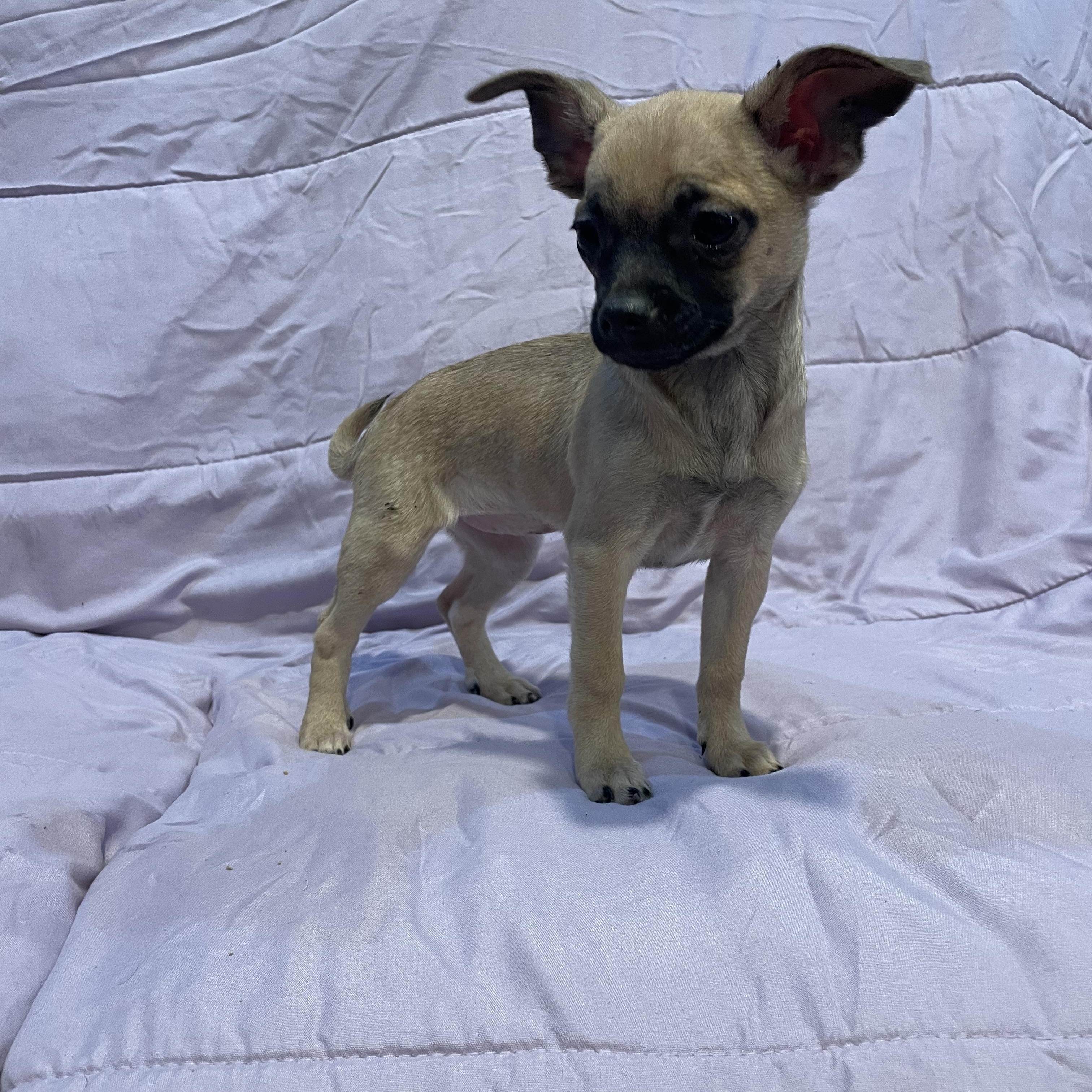 Enlarge Eloise , an adopted Chihuahua in Phoenix, AZ image 3/4