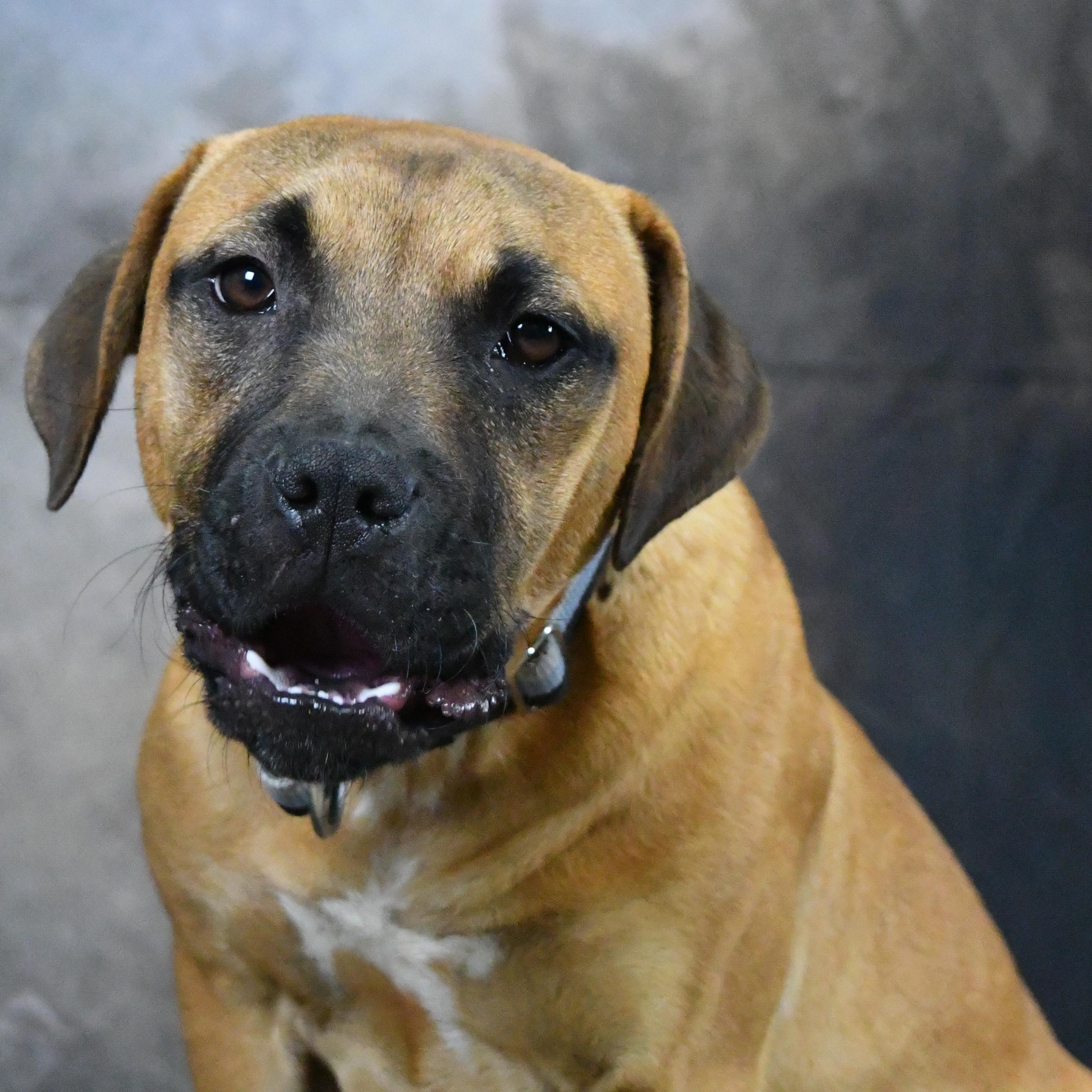 Brownie, a ADOPTABLE Mixed Breed in Defuniak Springs, FL image 4/4