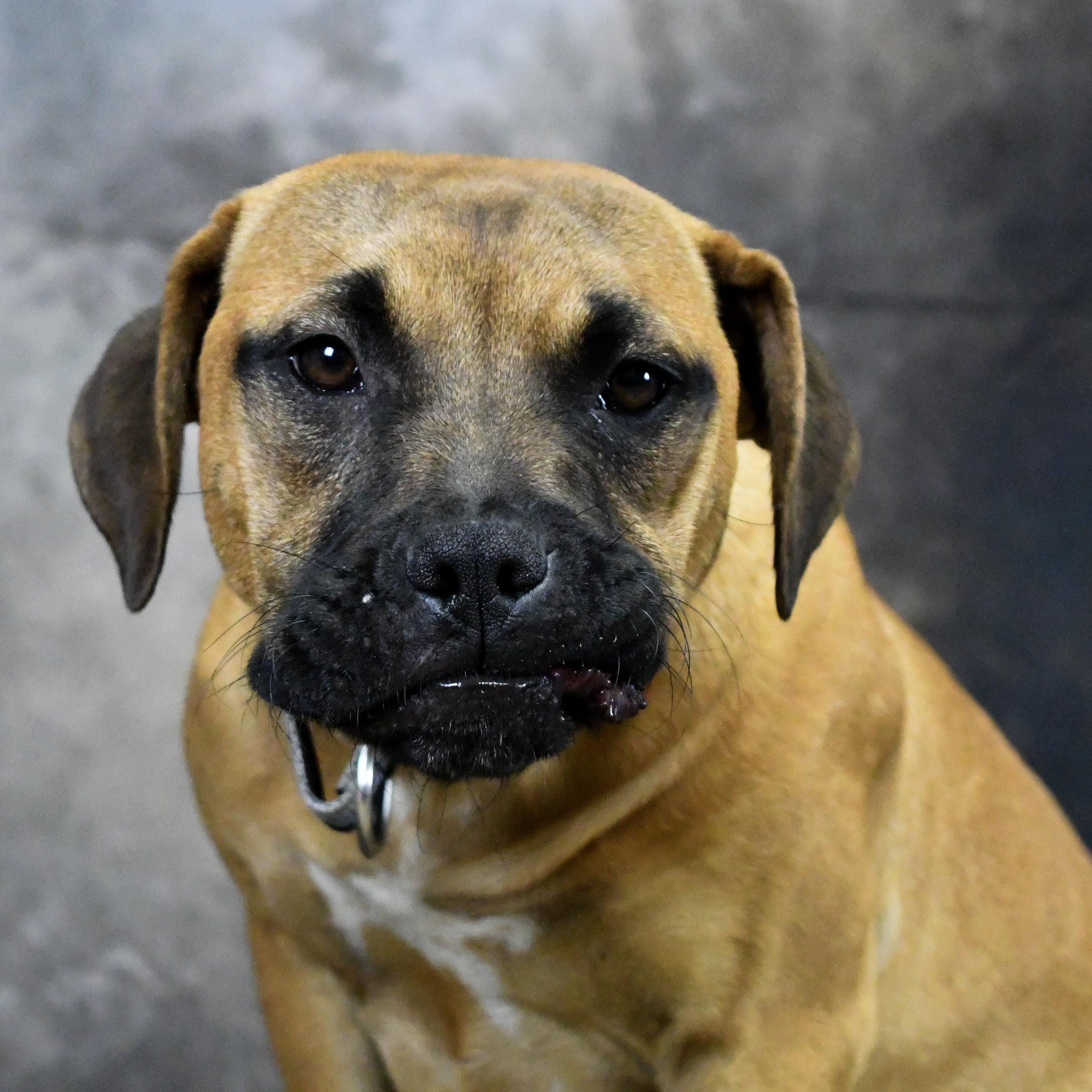 Brownie, ADOPTABLE, Young Male Mixed Breed.