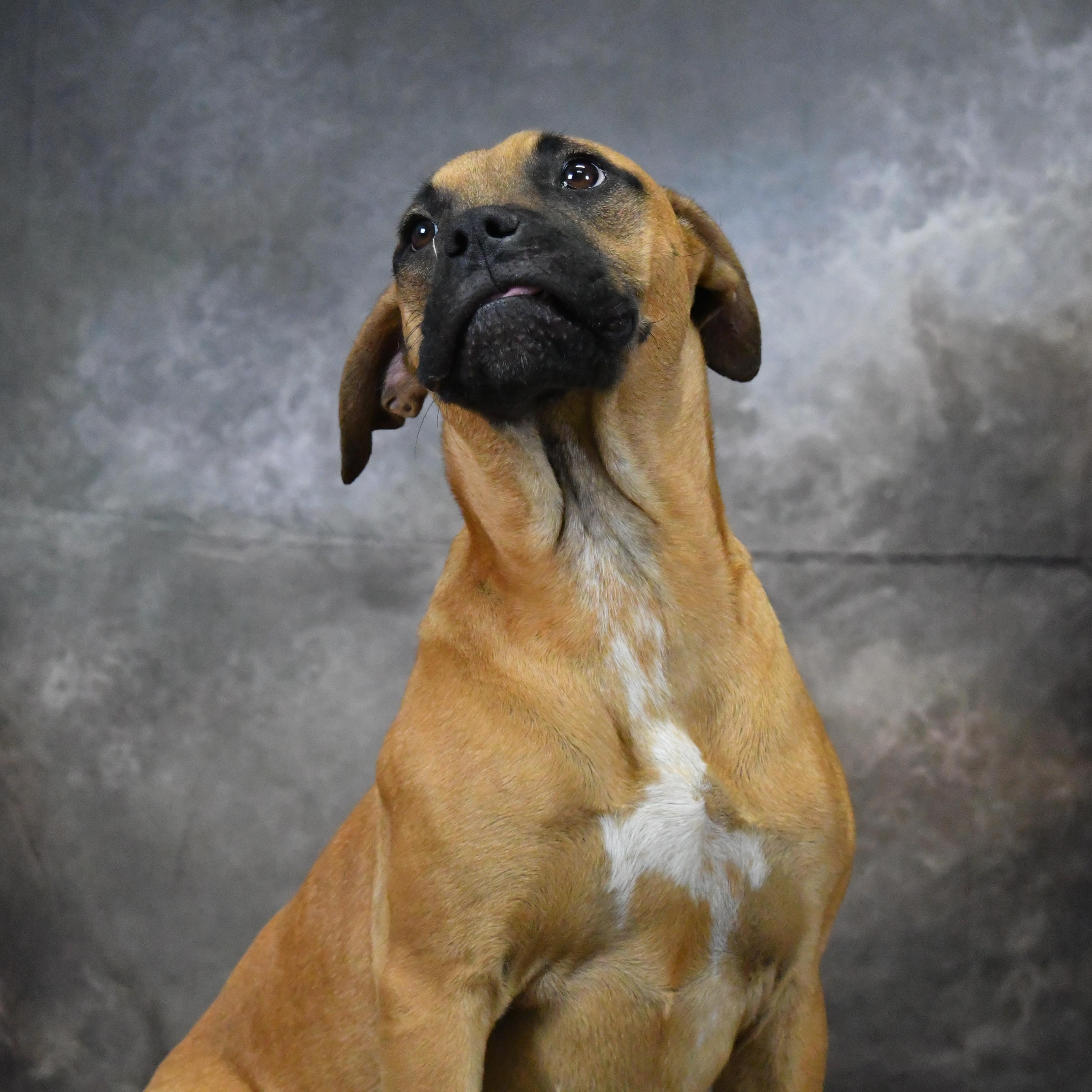 Brownie, a ADOPTABLE Mixed Breed in Defuniak Springs, FL image 3/4