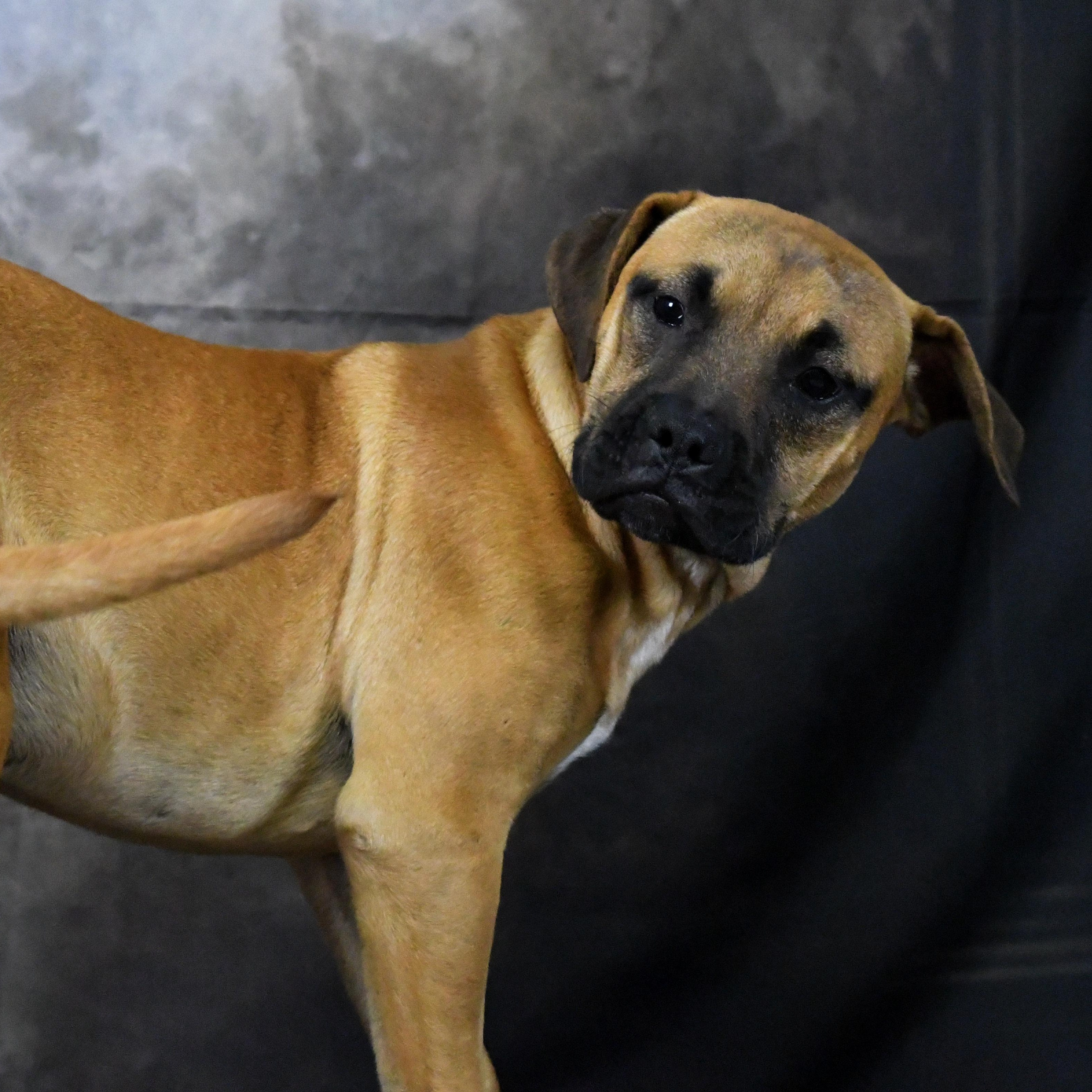 Brownie, a ADOPTABLE Mixed Breed in Defuniak Springs, FL image 2/4