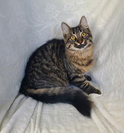 Enlarge 6752 (Pedro), a Adoptable Domestic Long Hair in Lake City, MI image 1/1