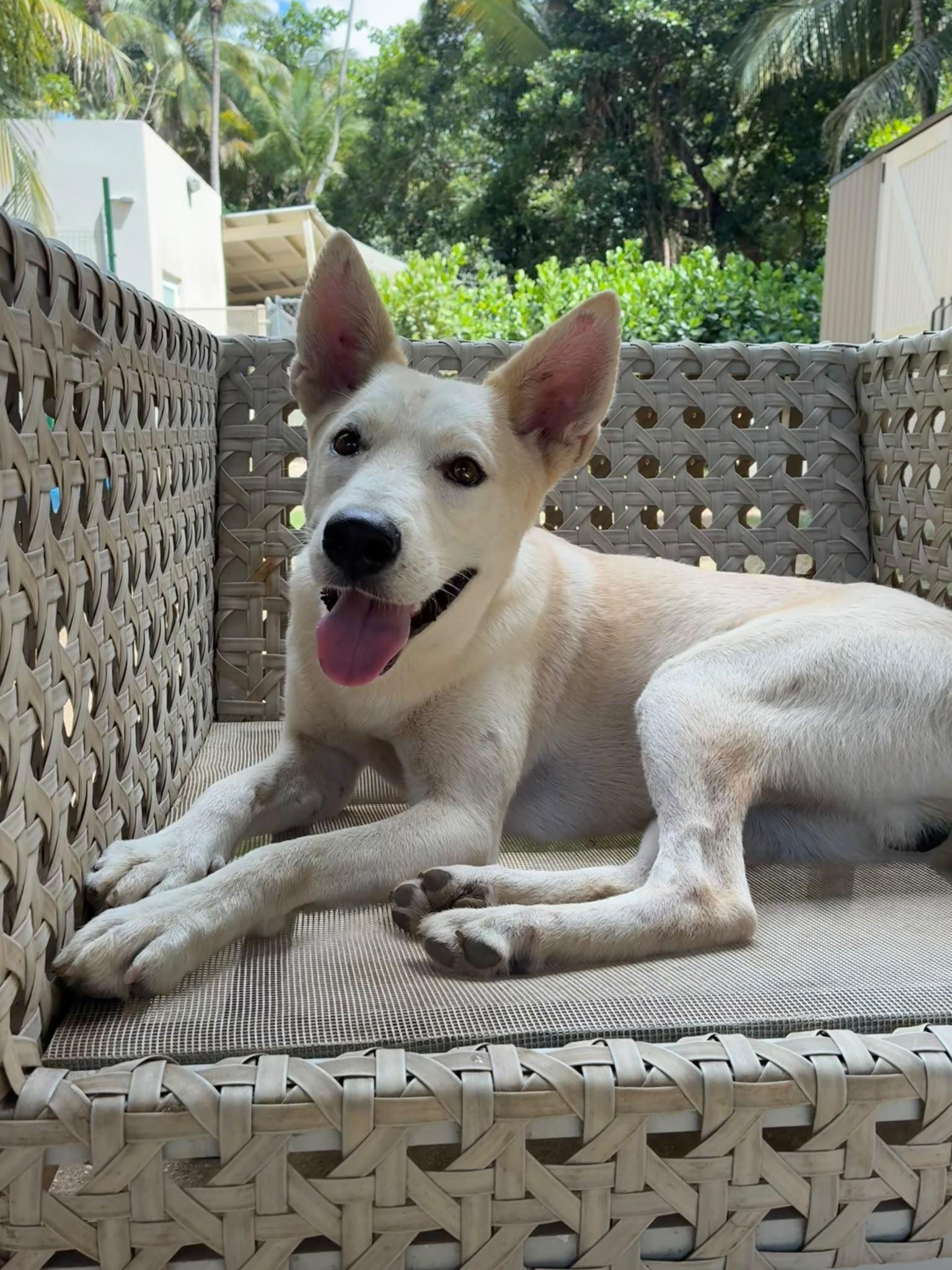 Enlarge Ghost, a Adoptable mixed breed in Rio Grande , PR image 2/3