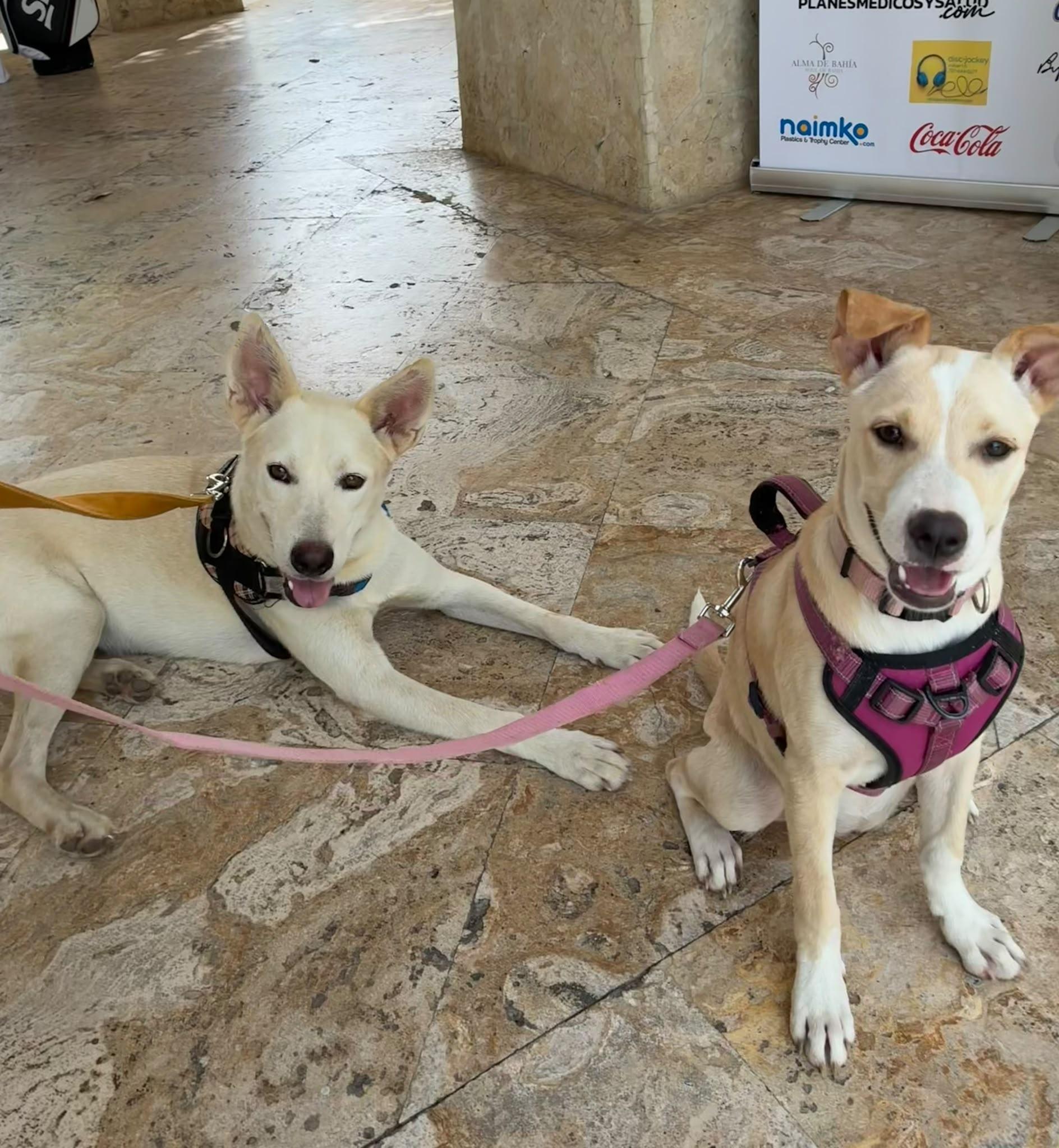 Enlarge Ghost, a Adoptable mixed breed in Rio Grande , PR image 3/3