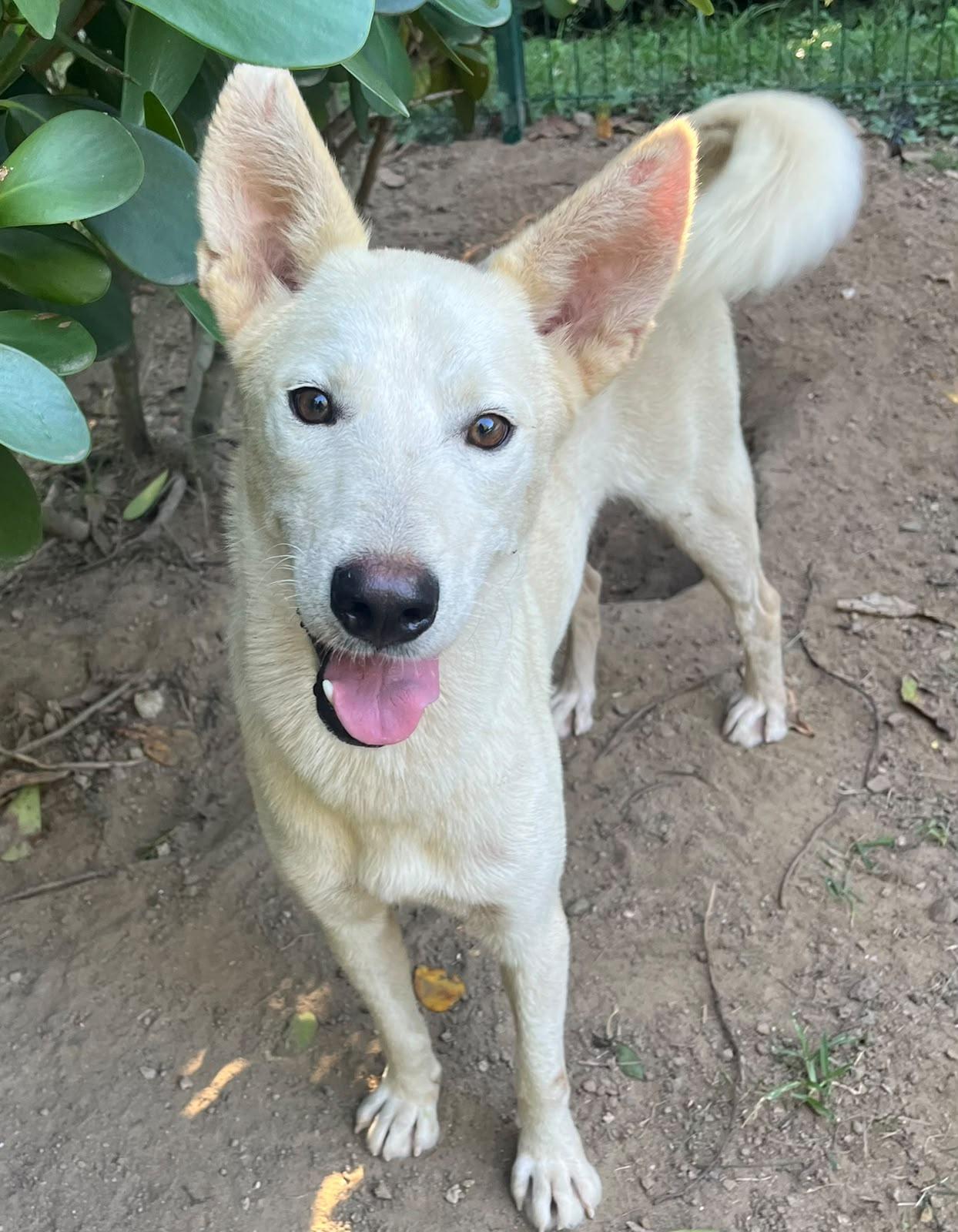 Enlarge Ghost, a Adoptable mixed breed in Rio Grande , PR image 1/3