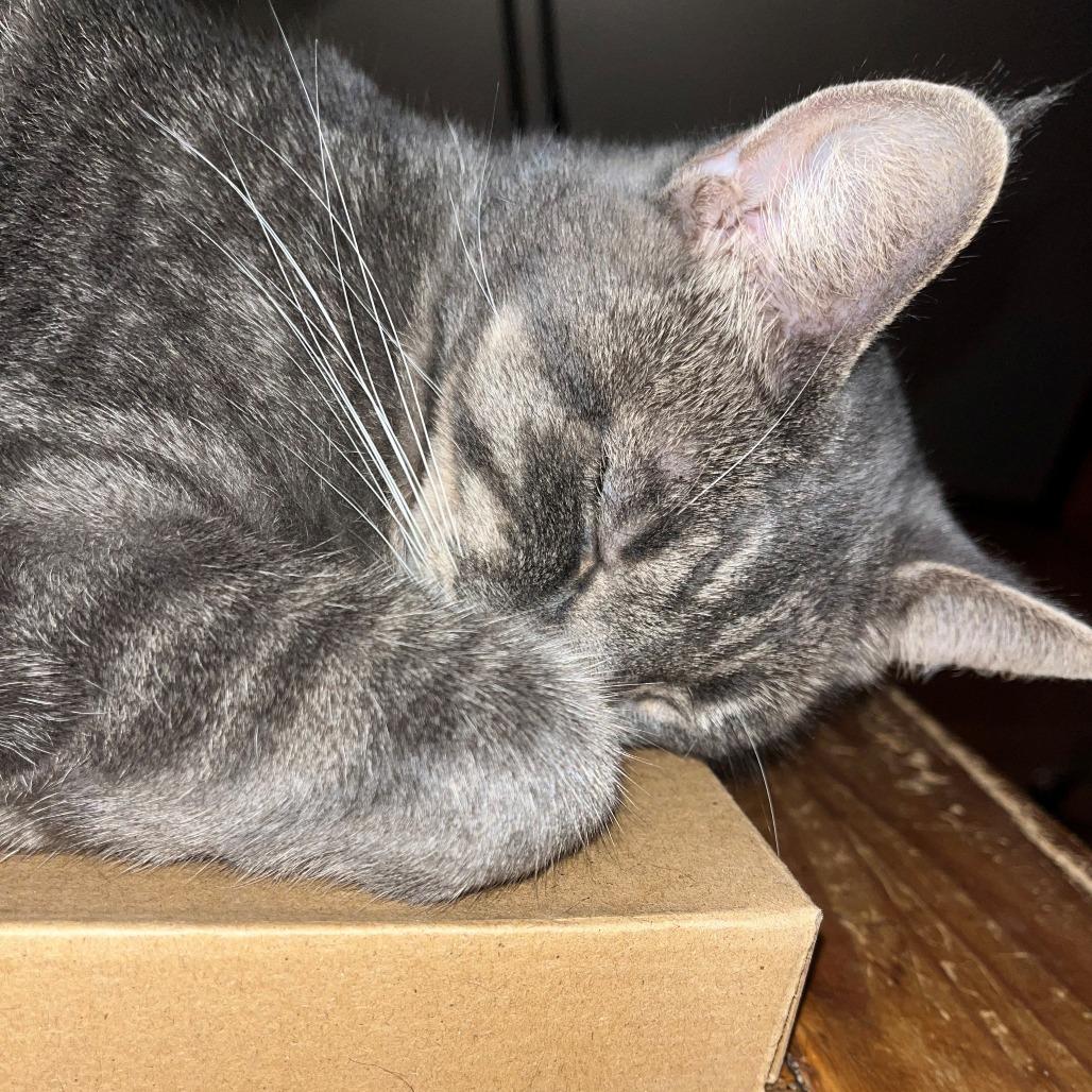 Gertie, Adoptable, Adult Female Domestic Short Hair.